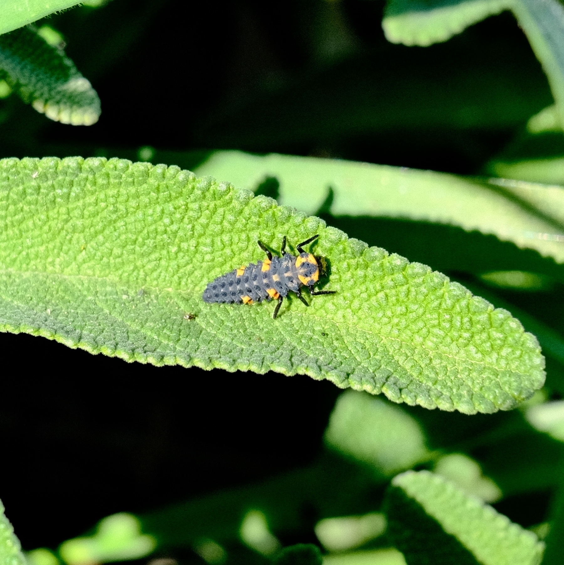 top view of black with orange spots ladybug larva on sage leaf.