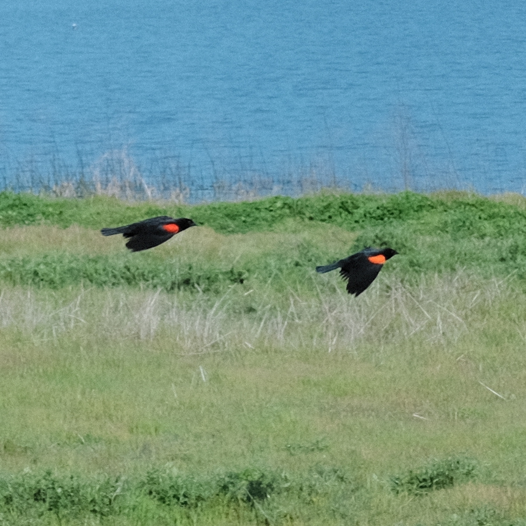 redwing blackbirds in flight 