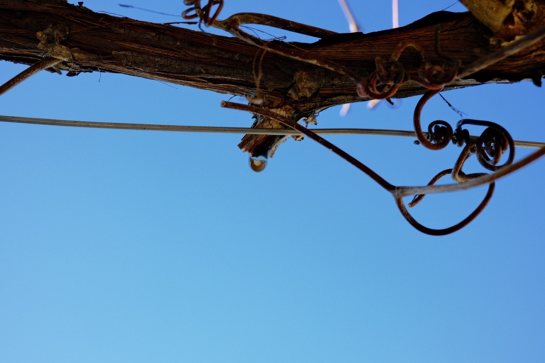 water accumulates at a grape pruning cut against a blue rainless sky.
