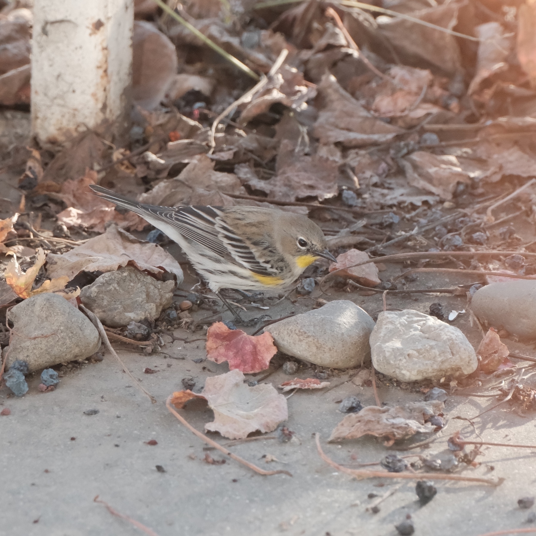 yellow patched neck & chest, this warbler is looking for the perfect raisin on the ground.