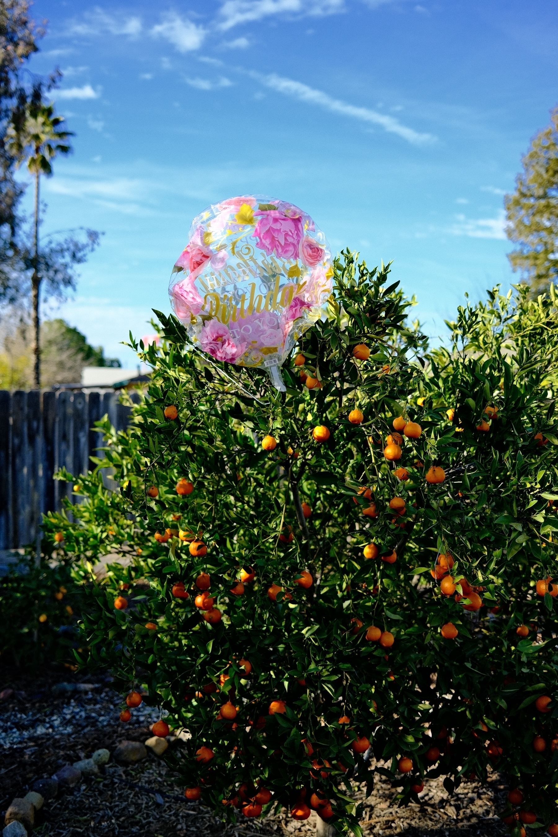 happy birth balloon stick in a mandarin tree that has ripe oranges on it