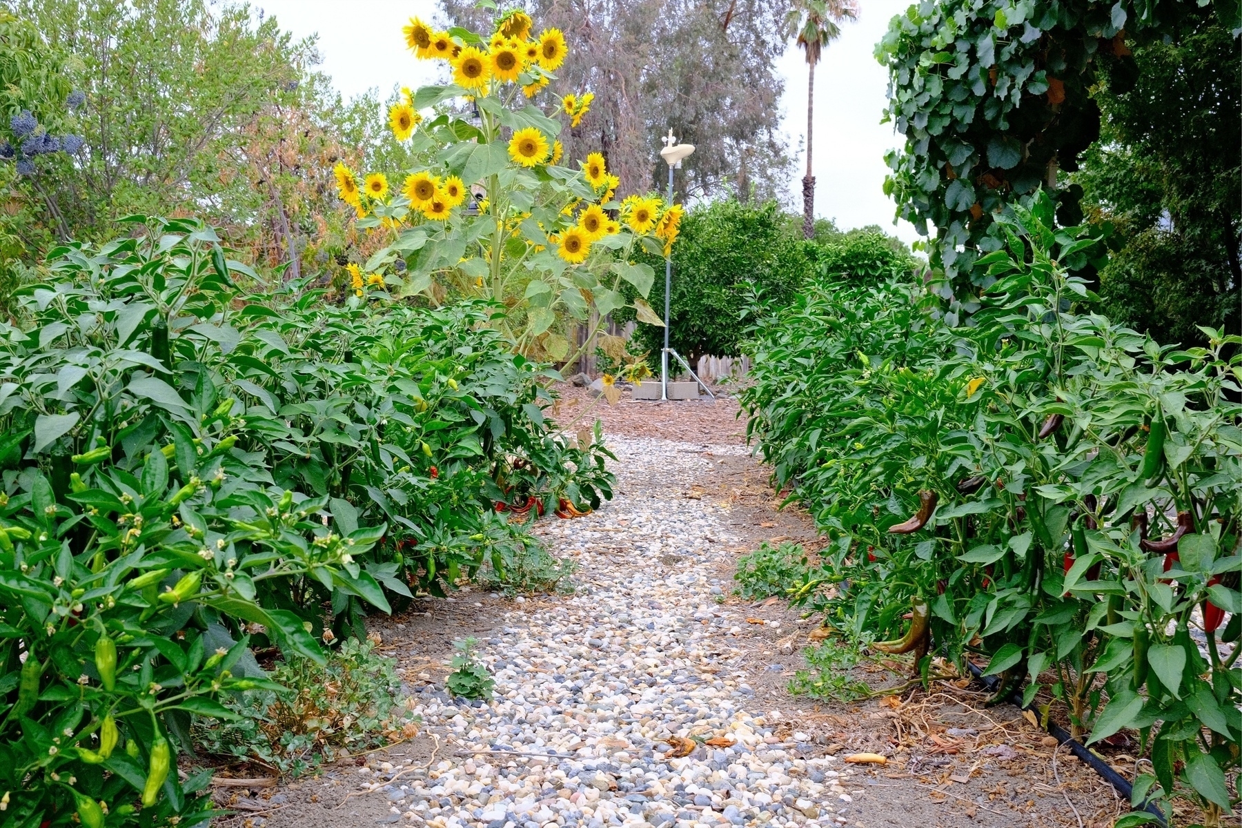 garden path with ripening peppers on both sides and a glorious sunflower at the end of the trail