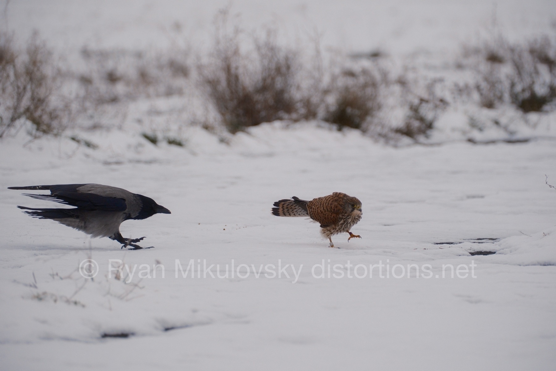 In shallow snow, a hooded crow chases after a small brown kestrel. Dead brown weedy plants frame the background. The image is watermarked, Copyright Ryan Mikulovsky