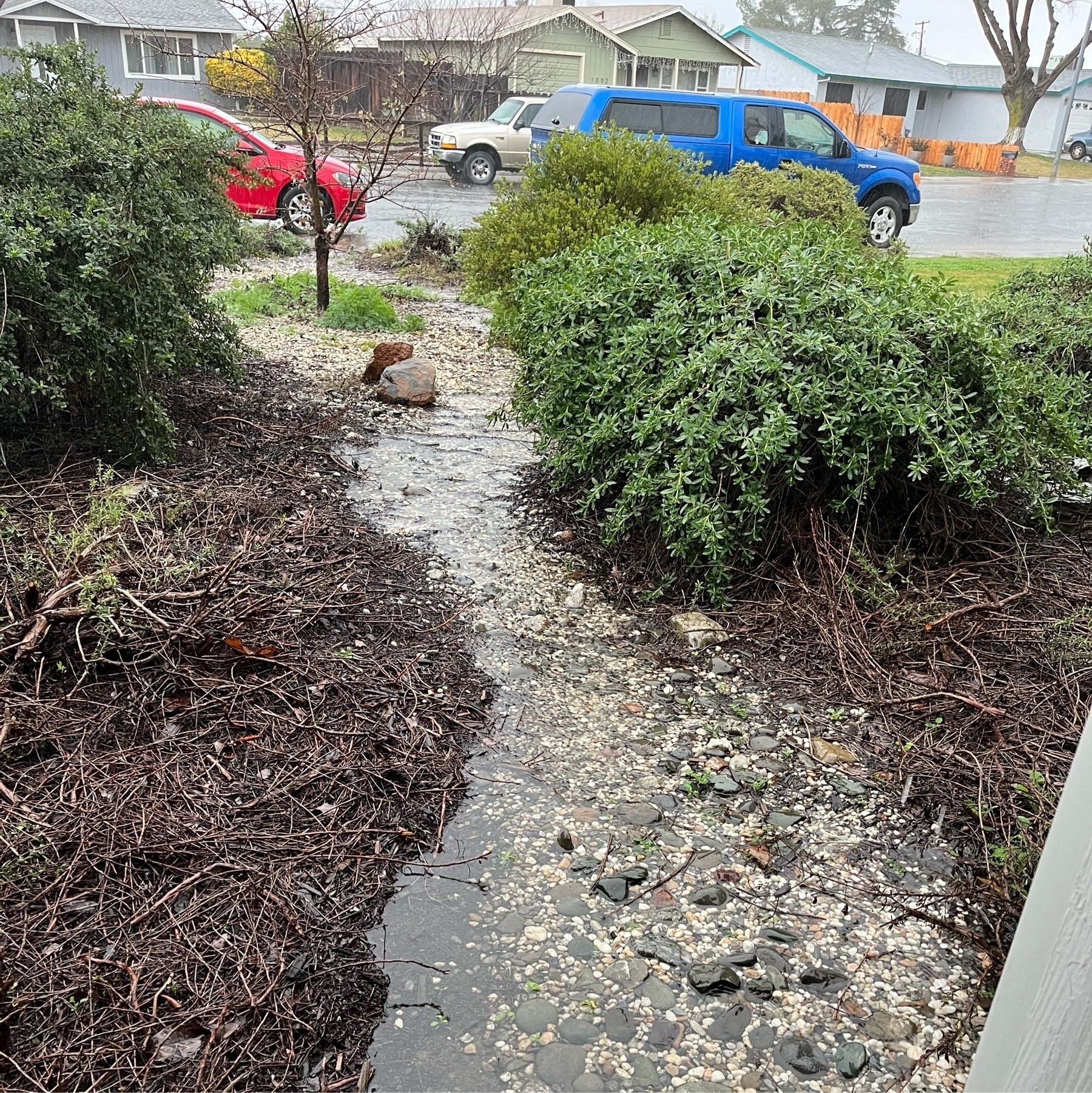A narrow 3/4 inch gravel faux creek draining a downspout to the road. there's native vegetation surrounding the creek asking with wood chips. A residential street is in the background along with a bright red VW Golf.