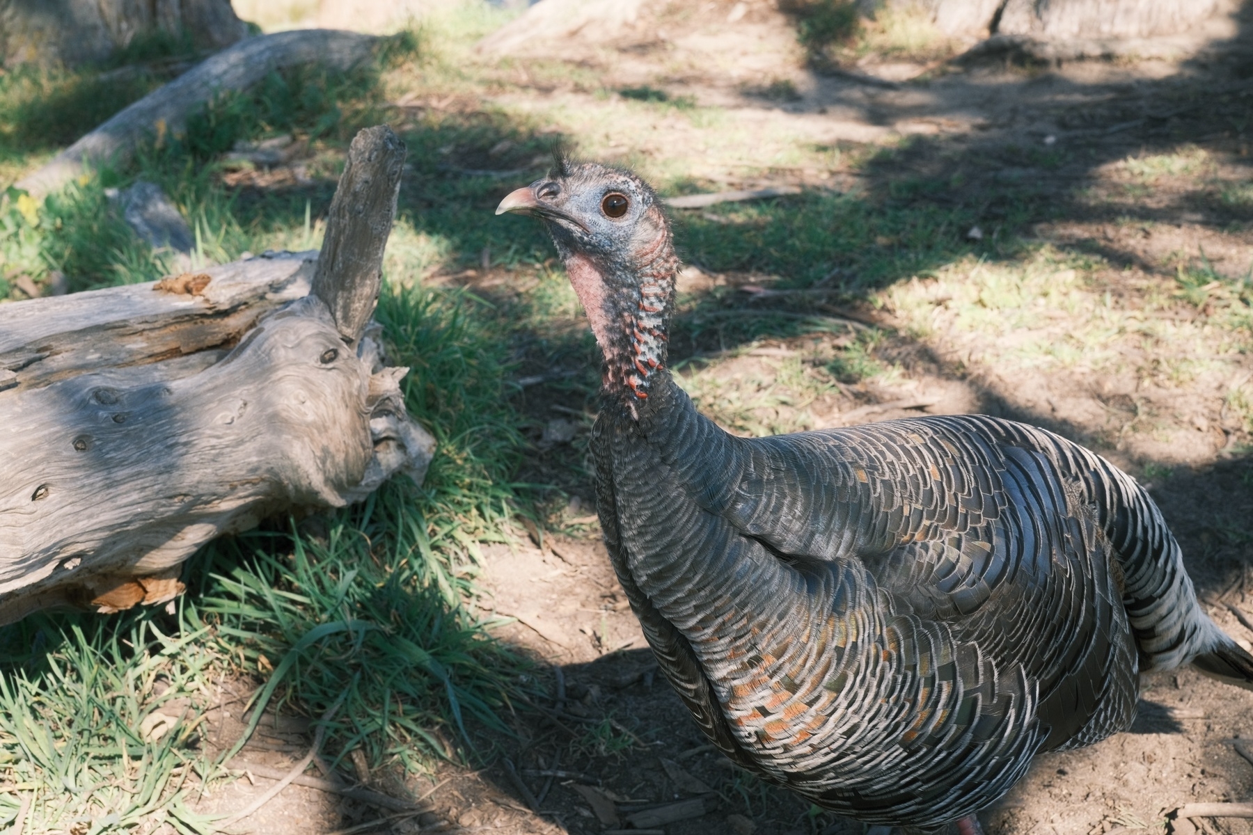 A turkey, showing its side, staring menacingly at the camera. The bird is about waist high and is standing next to a well-worn log. Its beak is bright and sharp.