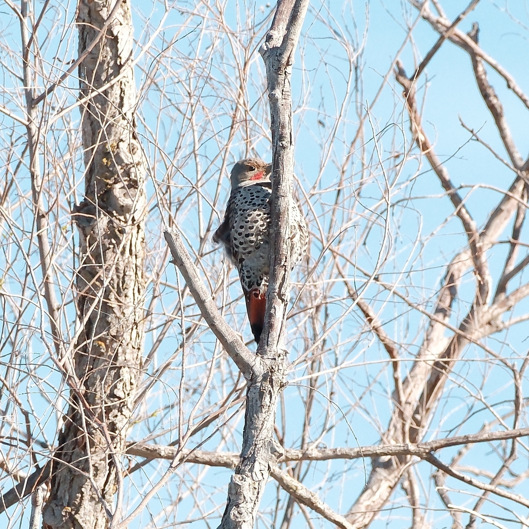 Northern Flicker up in a tree, vertical against a vertical branch. The Flicker has red on its chin and its tail. It has black heart shaped markings on its gray chest.