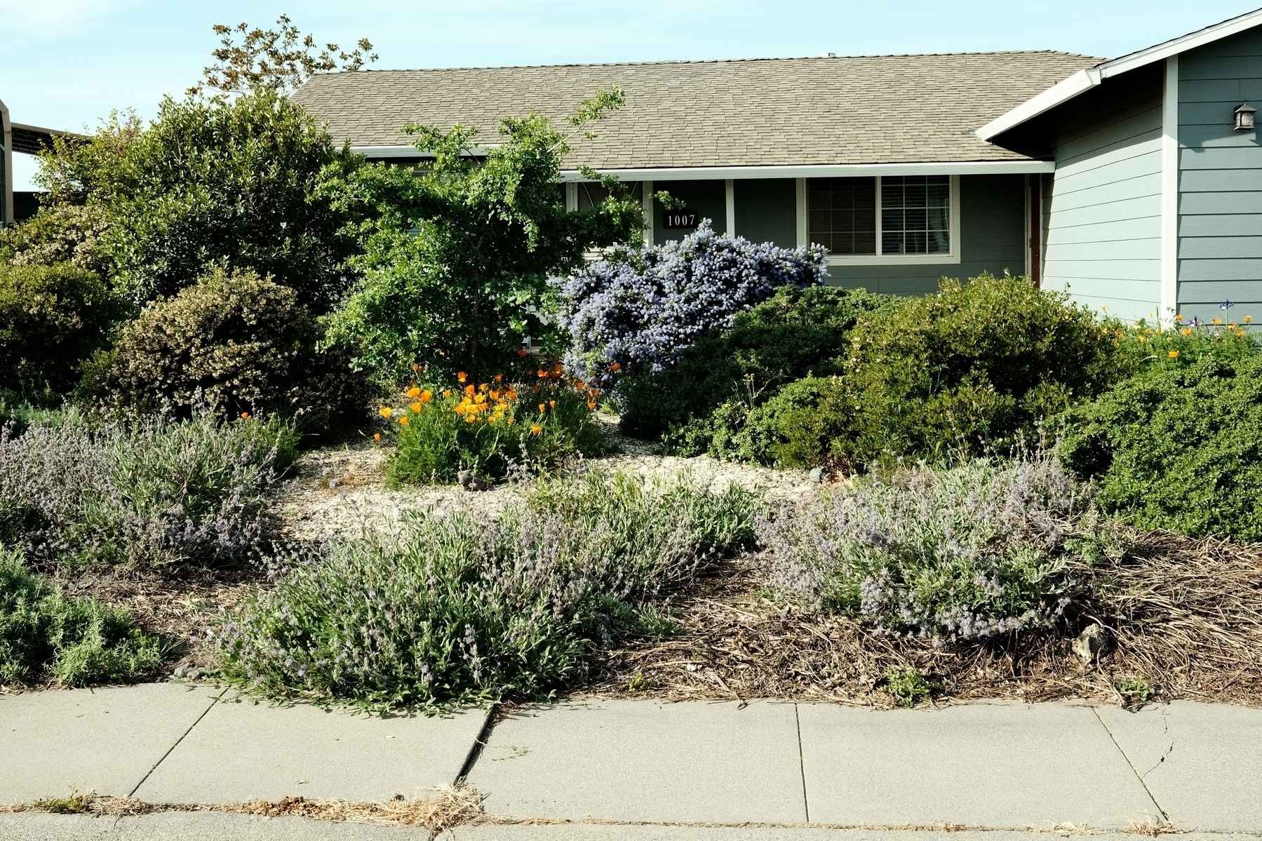 A blue house with golden poppies amidst bushy green plants including Ceanothus with blue flowers, flowering sage, light pink Manzanita flowers, and in the middle a very happy blue oak. 