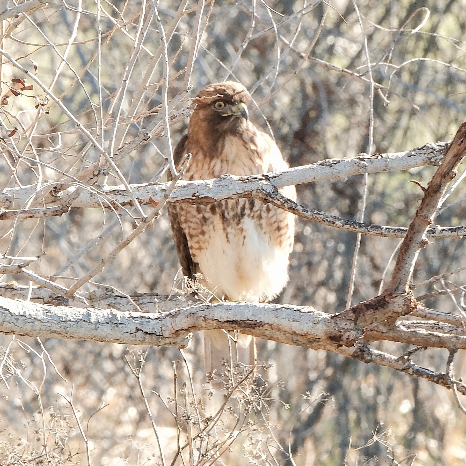 Red Tail Hawk perched in branches of a deciduous plant