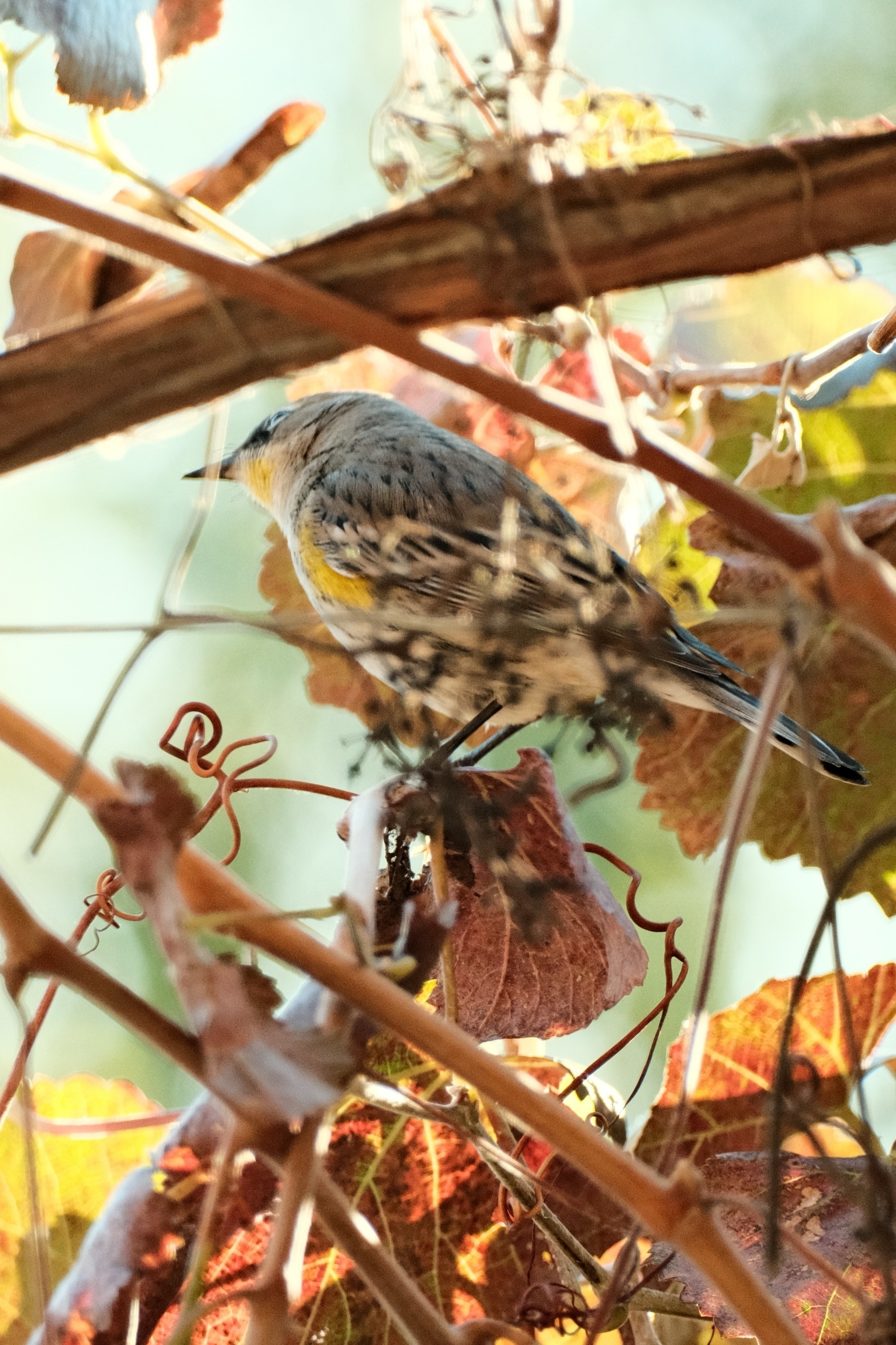 A Yellow-Rumped Warbler in a grape vine that’s losing its red to brown leaves. The pointy beaked warbler has a yellow neck and chest. It’s gray and white elsewhere. The bird is staring at something off-frame to the left.