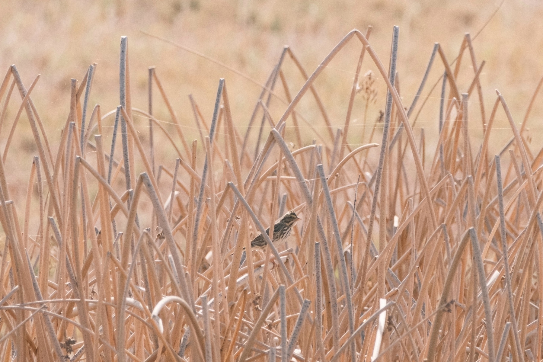 A small bird perched in dense brown reeds.