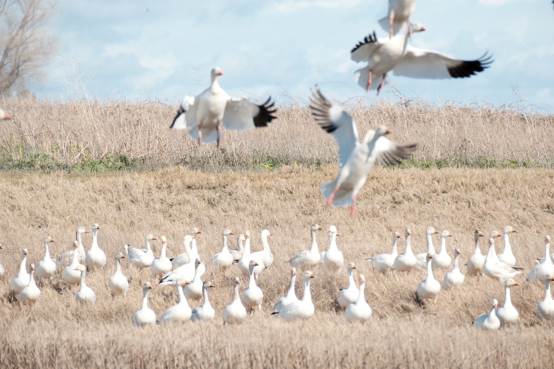 Snow geese, white with black wing tips, take flight in the foreground while a linear group look on in the background. They're in an area with some tall grass and the sky is blue gray.