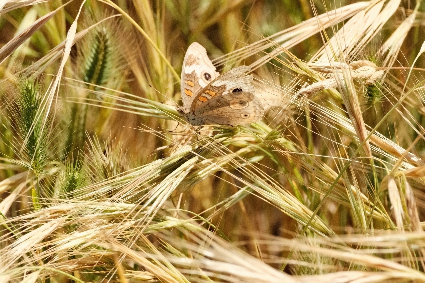 A brown butterfly with patches of orange and black eyes near the top edge of its wings. The butterfly is surrounded by green to brown grass.