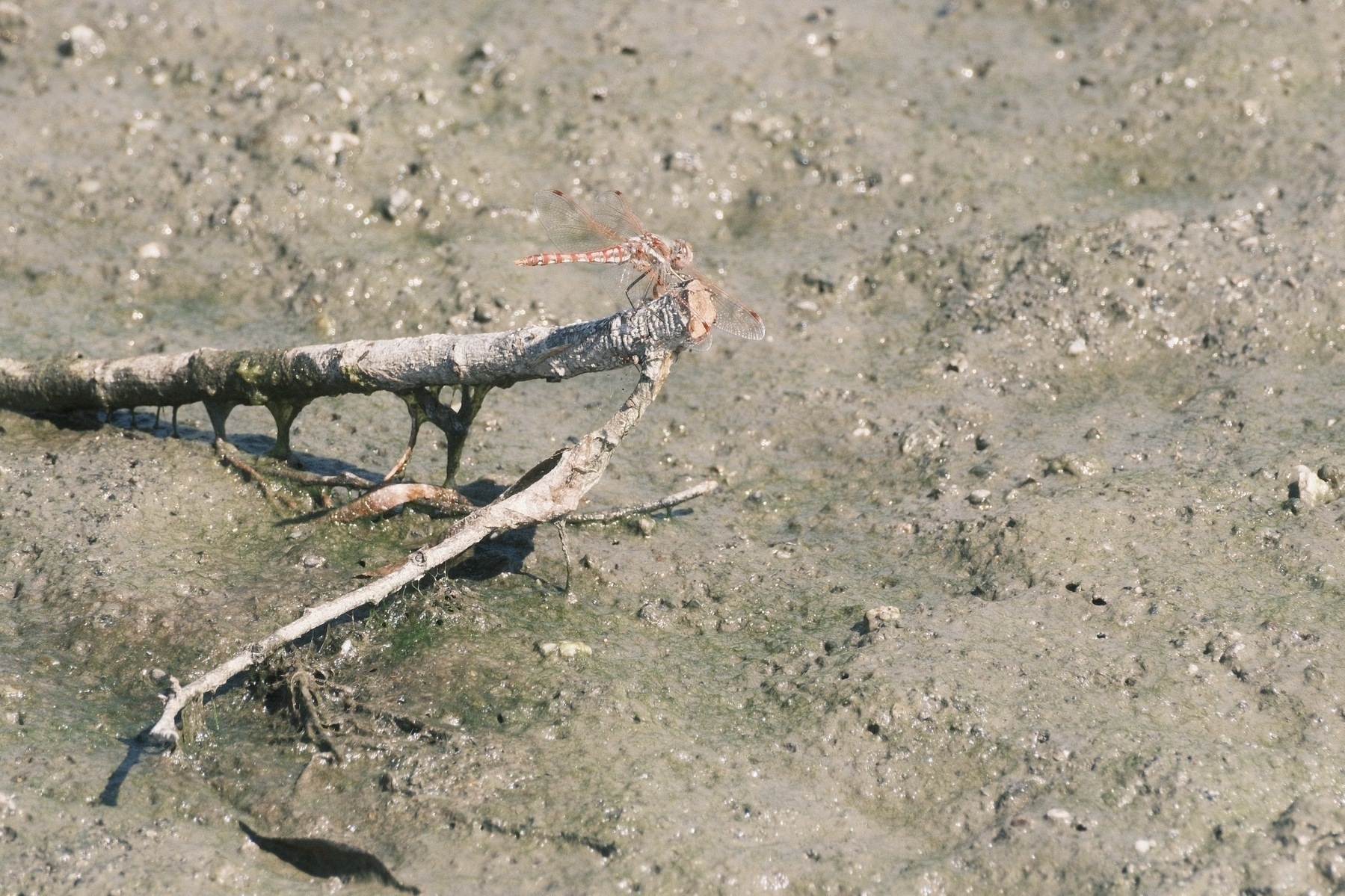 Within a muddy area with green algae, a stick juts out and a red striped dragonfly rests at the stick's end. The insect has red patches at the ends of its transparent wings.