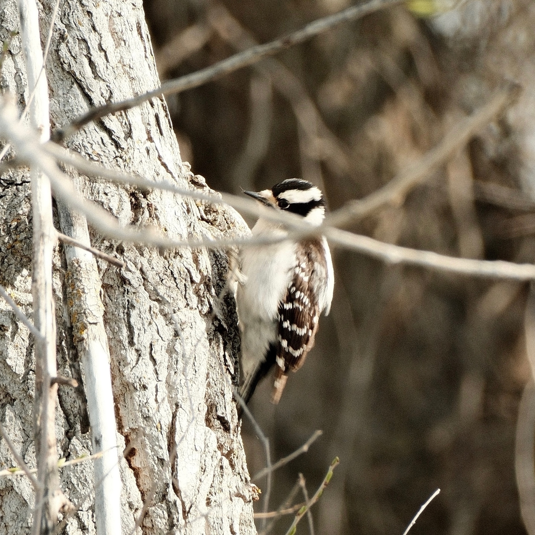 A petite Downy woodpecker with a black and white striped head and a black and white body that's kind of fluffy. It's foraging on a tree trunk. There's a twig in front of its face.