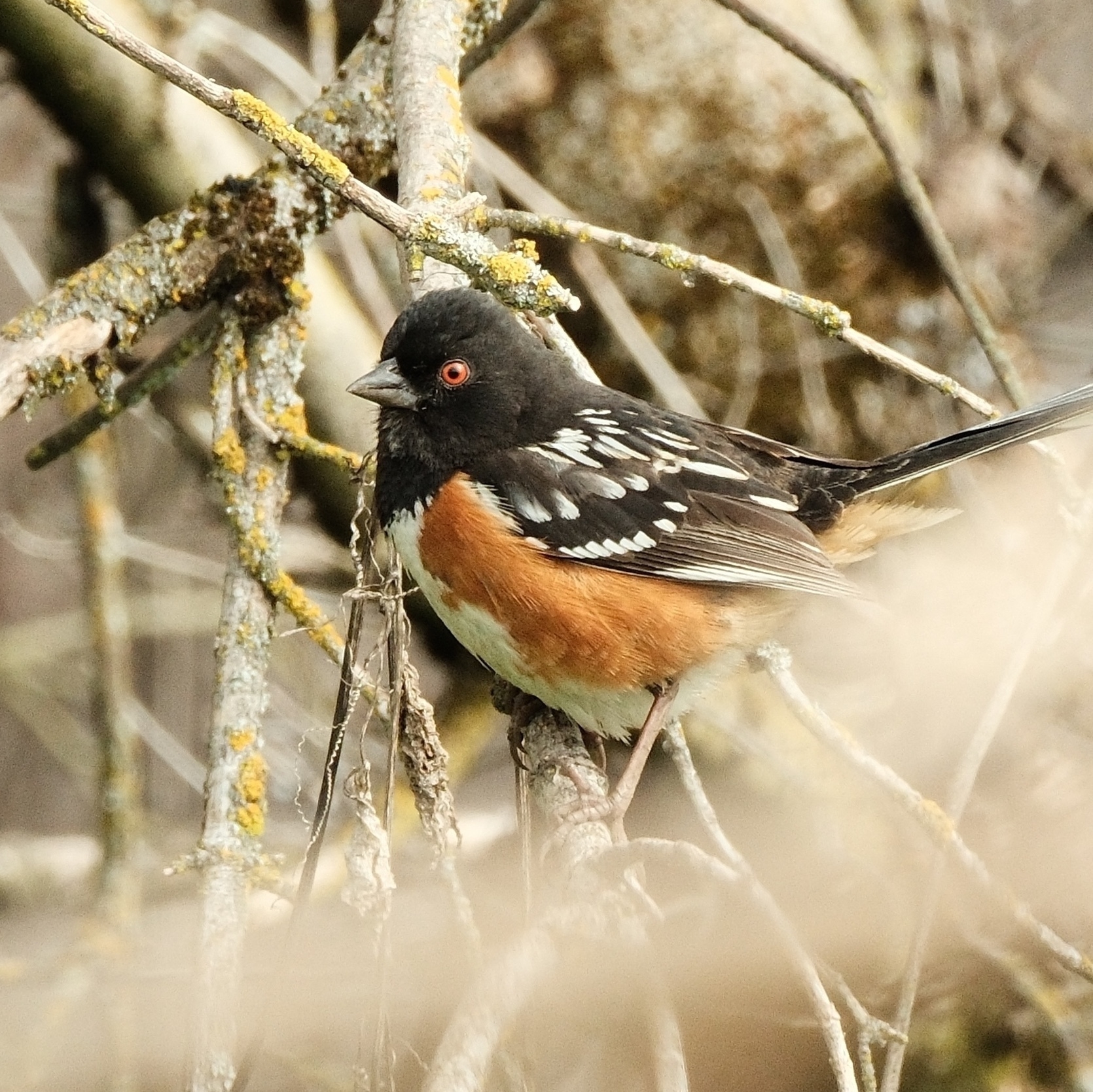 A black backed bird with white spots and a very rust red chest is perched upon a leafless plant with brush in the background. The bird has a gorgeous rust colored eye.