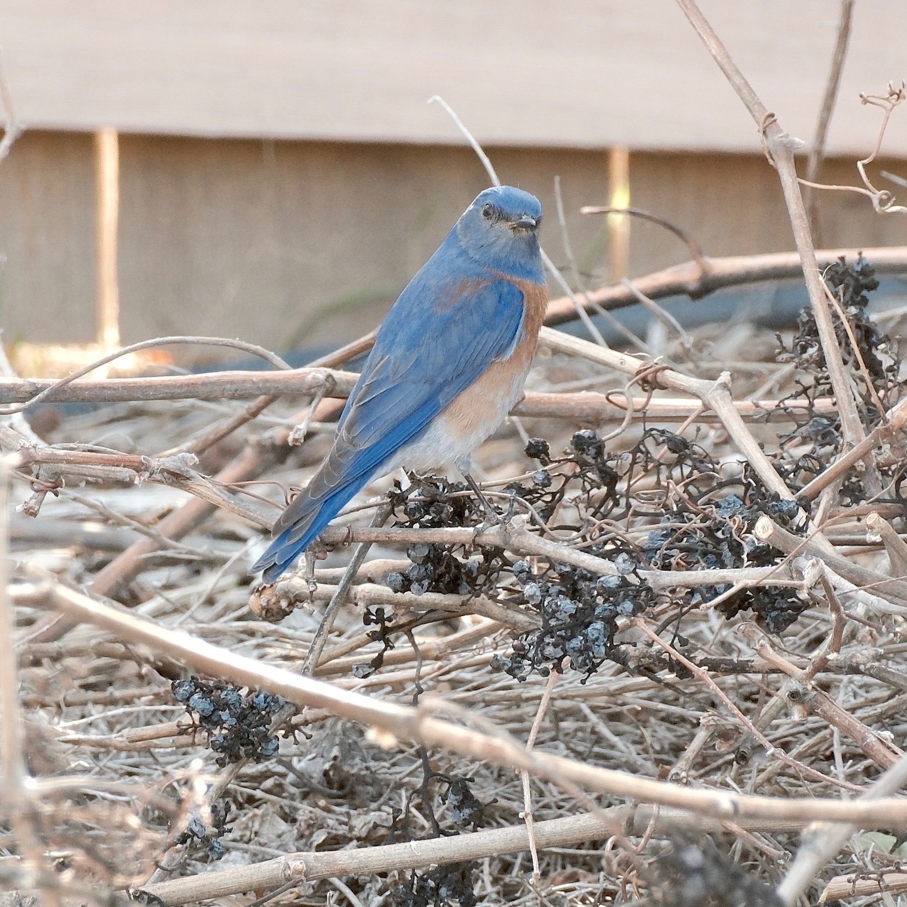 A western blue bird sitting atop a pile of prunings of grape vines with clusters of raisins