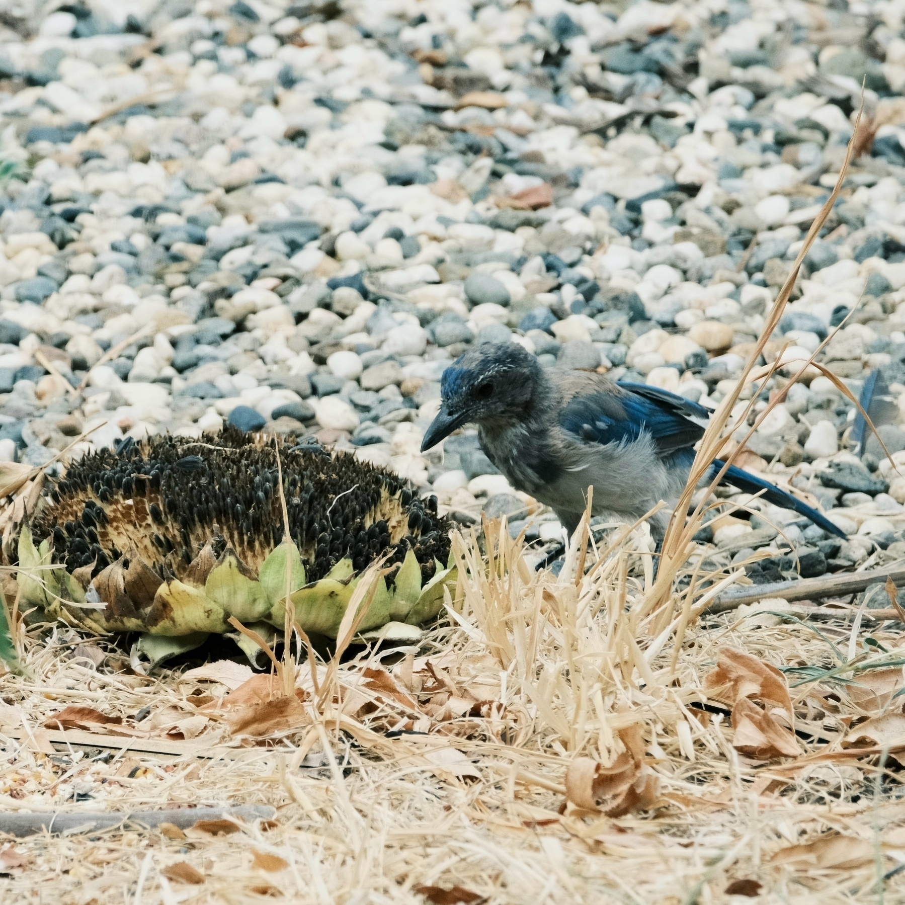 A juvenile Western Scrubjay looks down at a seed-filled sunflower head that’s on the ground. It is framed by a gravel pathway and some dry grass. Gray down is still on the bird’s back.