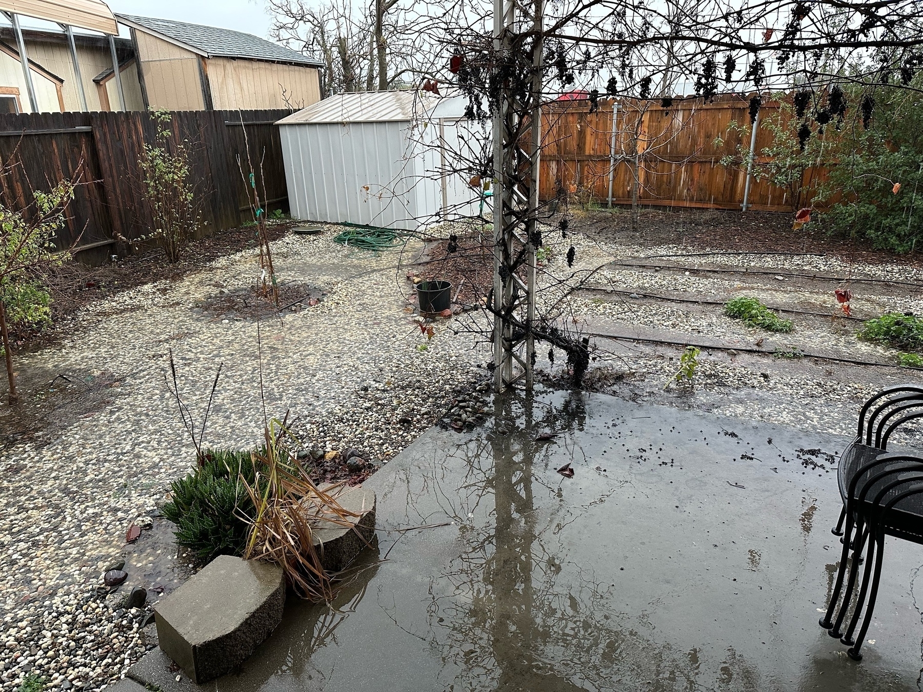 Ponding in a backyard with crop rows and various stone fruit trees with no leaves. It is not yet flooded Annie the patio cement.