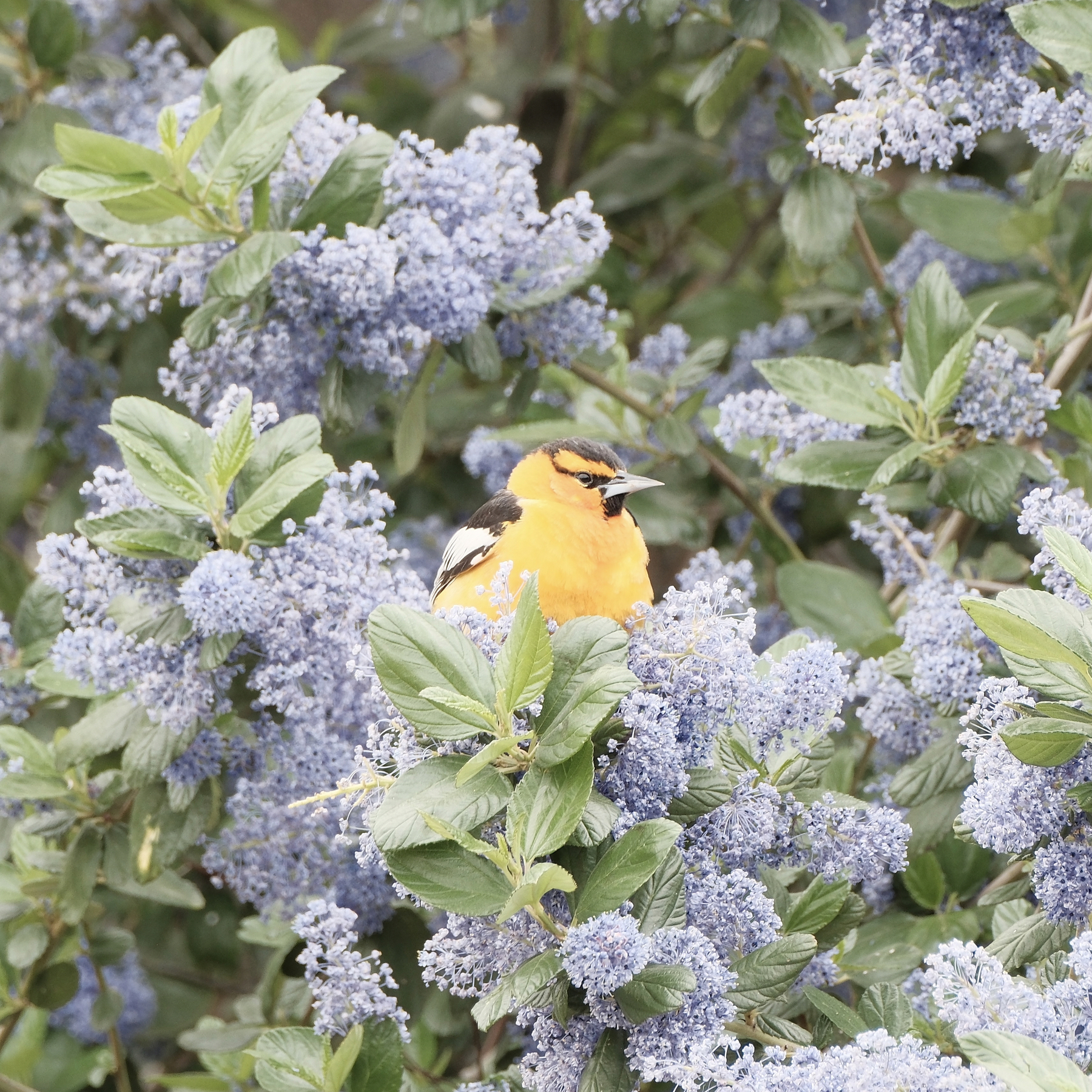 A medium Bullock’s Oriole bird with a bright orange chest, a reddish throat, and a black chin. It has a black back with whitish wings. Its orange head has a black stripe on top and a black stripe going from the rear corner of its eye to its back. The bird is perched in a Ceanothus shrub that’s loaded with tiny violet flowers and dark green leaves in between.