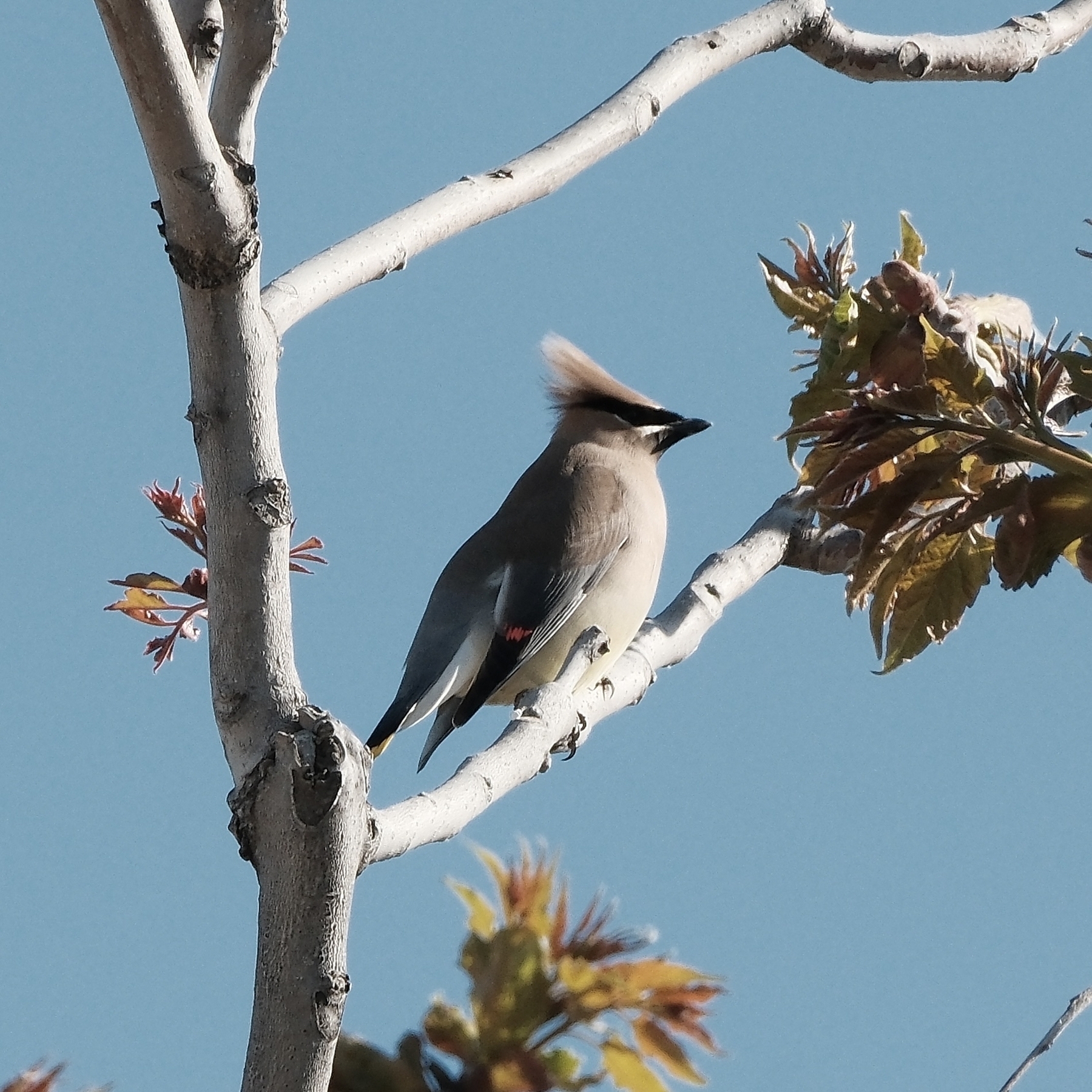 This Cedar Waxwing has a black mask that extends from its eyes to its chin, with a crest of feathers on its head. Its wings and tail are brown with yellow and white accents, and its tail has a bright yellow tip. The Cedar Waxwing's most distinctive feature is its red-tipped wings. It’s on a budding tree with a blue sky.