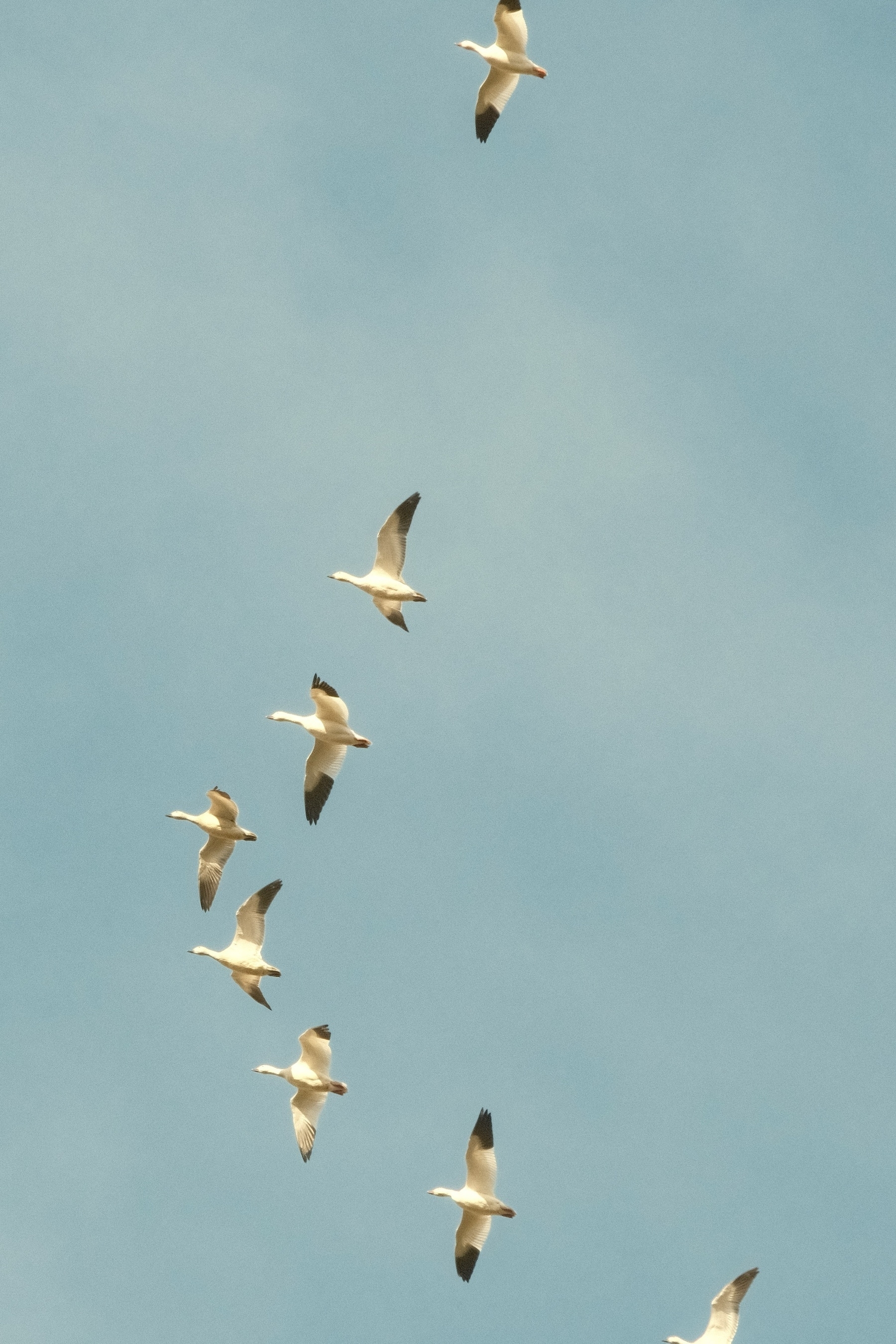 Snow Geese fly above in a haphazard V formation. They’re all white with black wing tips. The sky is blue with wispy clouds.