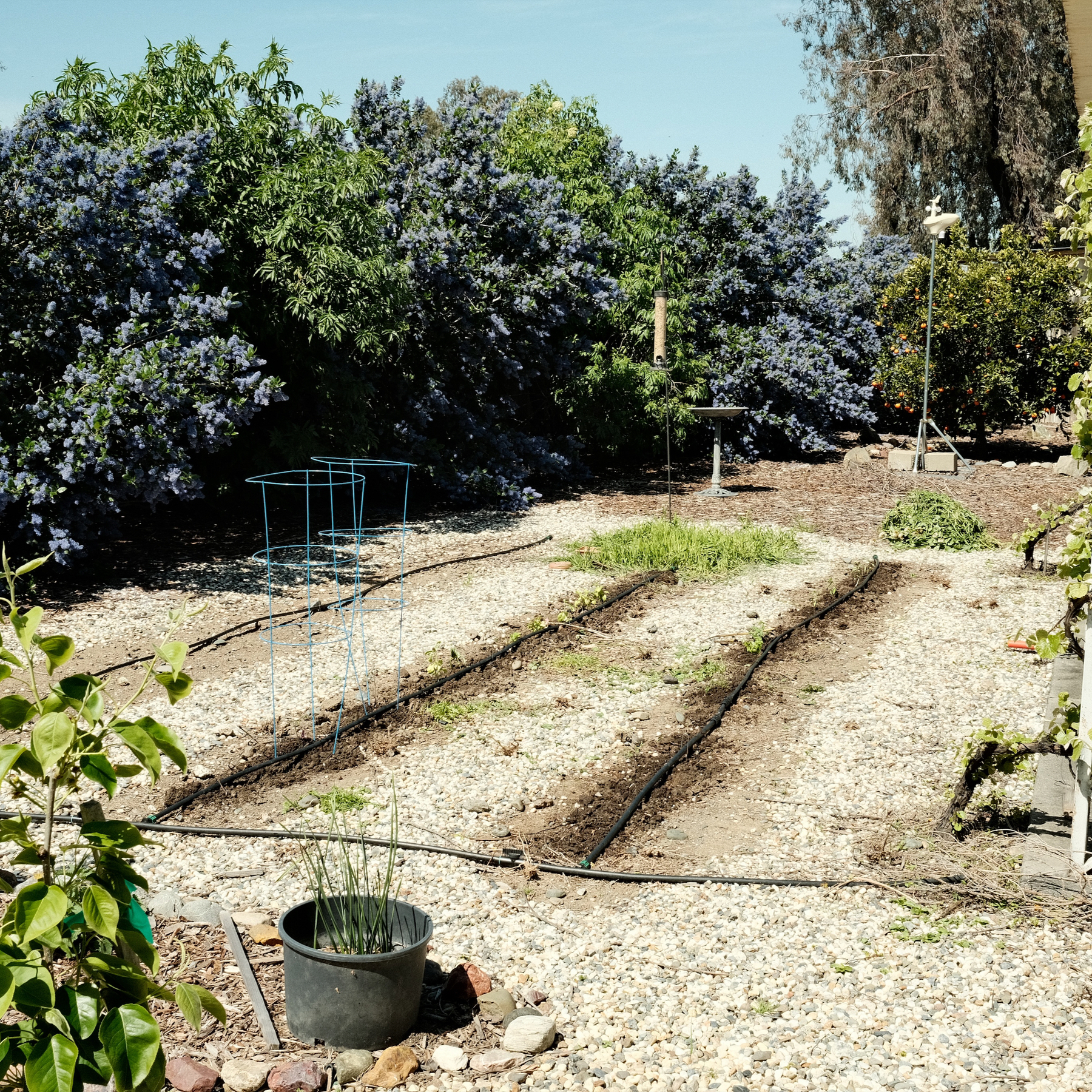Two planted crop rows with drip tape. In the background are stunningly violet flowers of Ceanothus bushes. To the right of the crop rows is patio with grapes leafing out below the awning. Gravel makes up paths between crop rows.