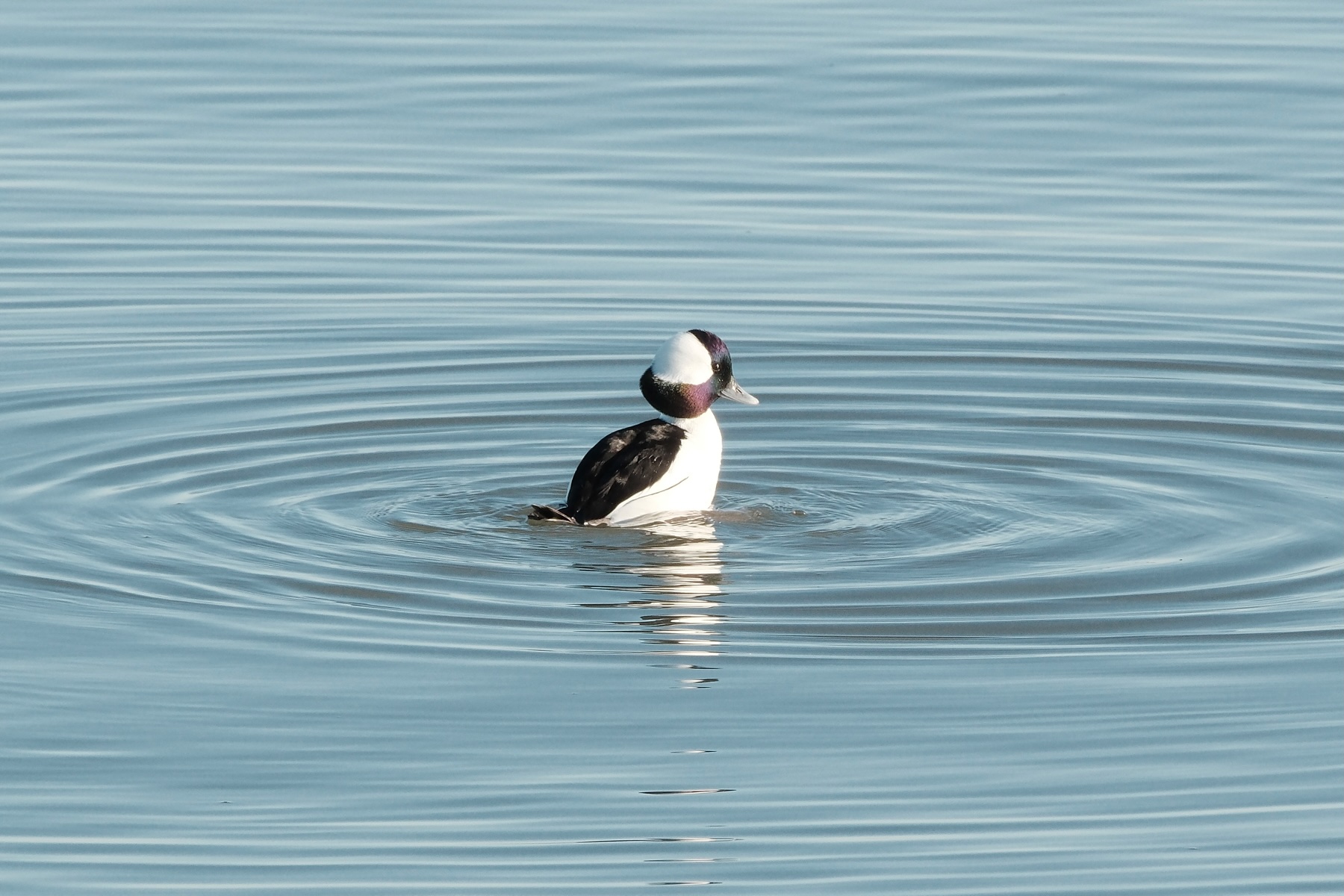 A Bufflehead bobbing out of the water with ripples flowing away. The Bufflehead has a white rear head, chest, belly. Its forehead, chin, and back are black. Its head appears misshapen like a bullhead 