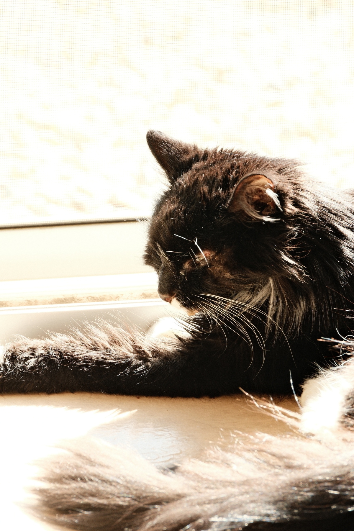 A black and white cat enjoying the sun at a sliding glass door. She’s so contented. This was her last day.