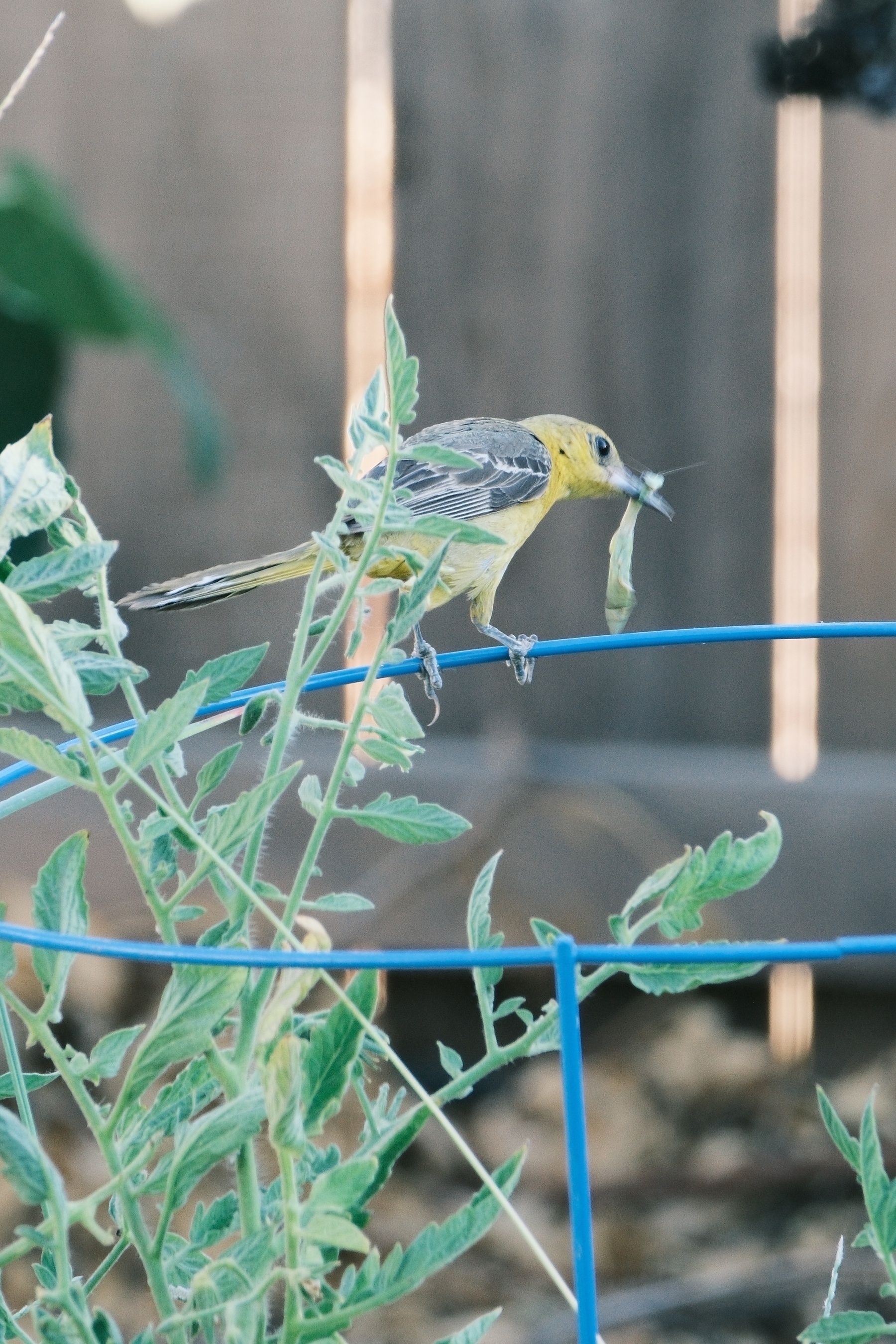 A female yellow and gray Oriole with a praying mantis in its beak. It is mostly yellow on the underside and gray on its wings. It is perched on top of a blue wire tomato cage with a tomato plant pushing through the top.