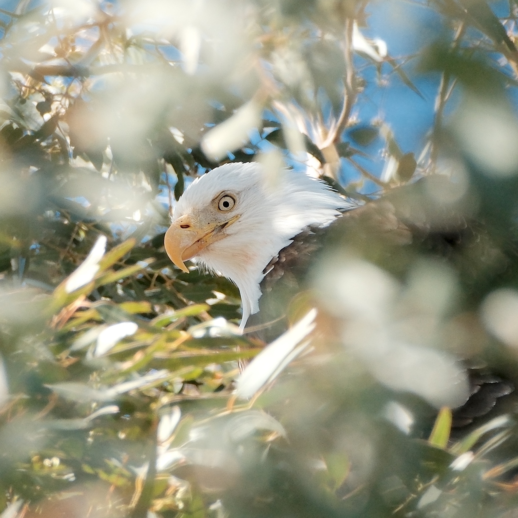 A Bald Eagle, white head blazing, peering down through a eucalyptus tree canopy