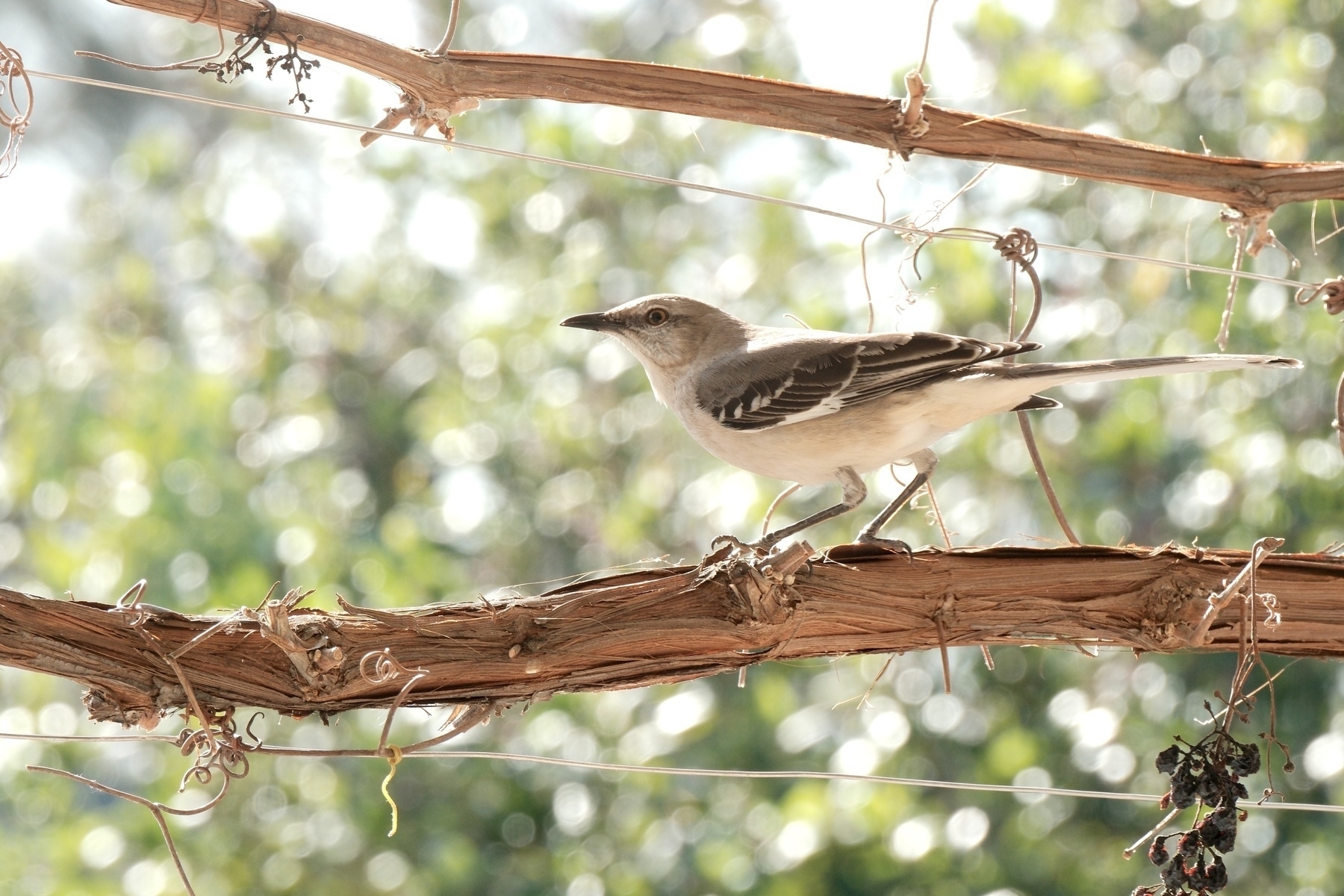 A gray and white mockingbird standing on a thick horizontal dormanr grapevine. The bird gazes to the left as it thinks about its next move.