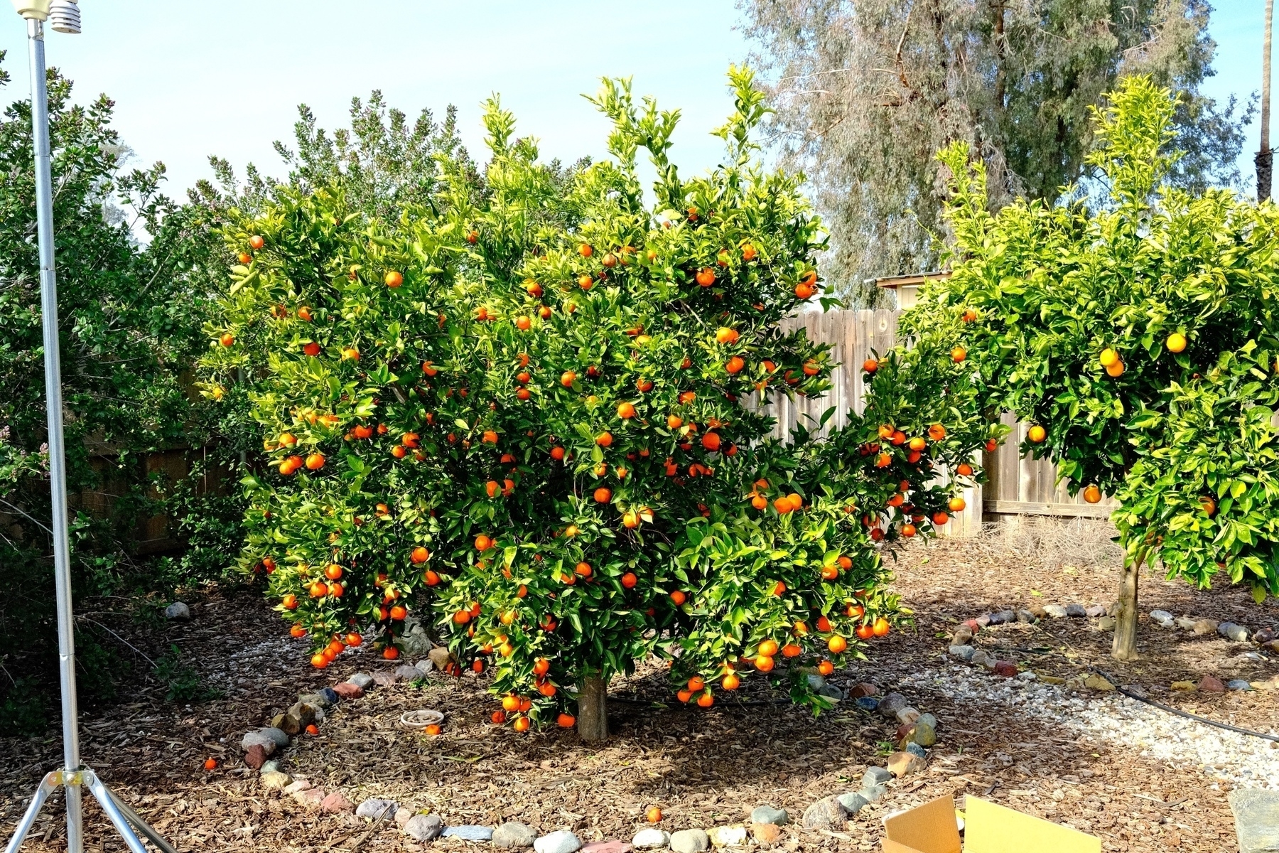 A backyard with a mandarin tree loaded with fruit and a Valencia tree. it's extremely green. Bark covers the ground and there's a weather station nearby.
