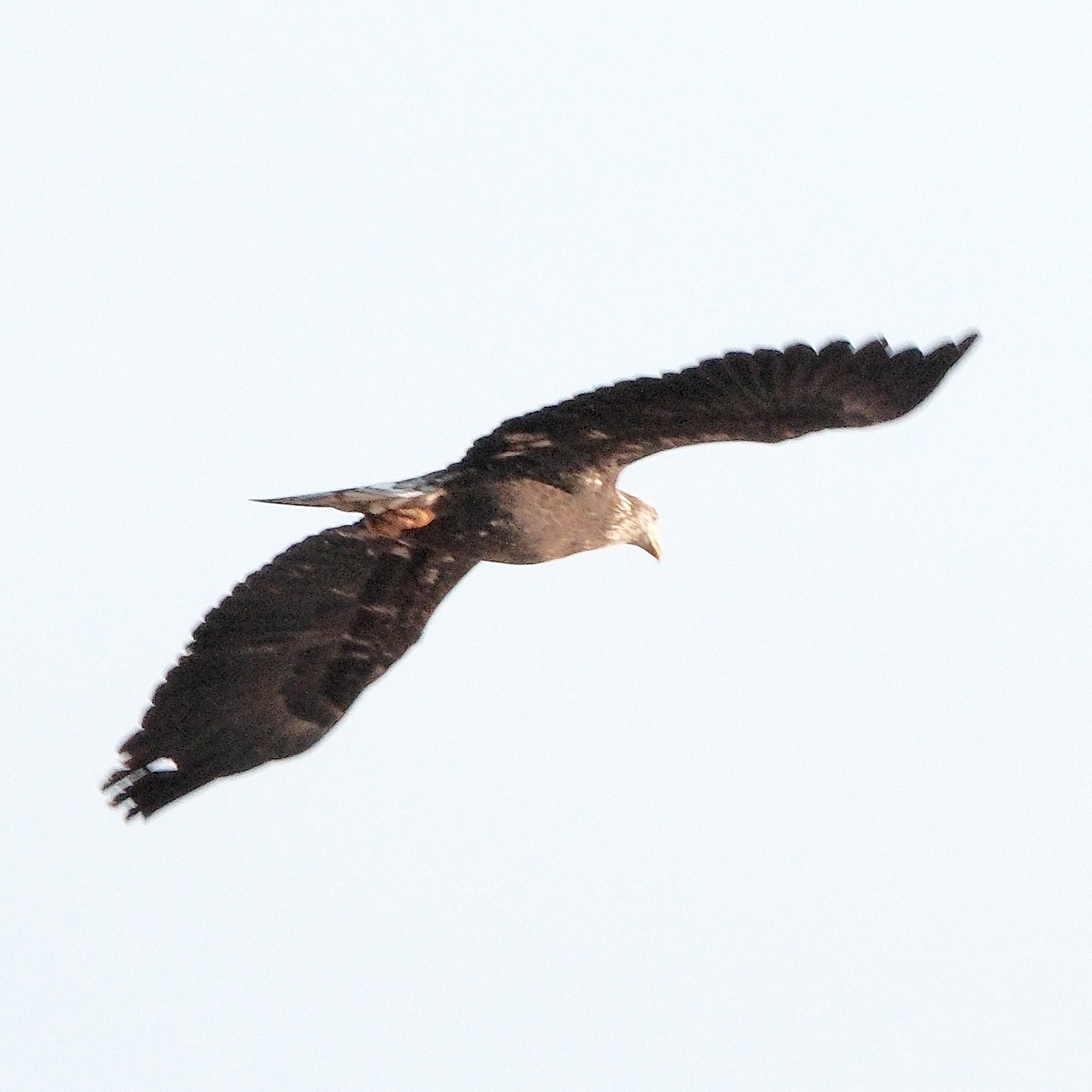 Bald eagle soaring off. Its white head and neck are clearer.