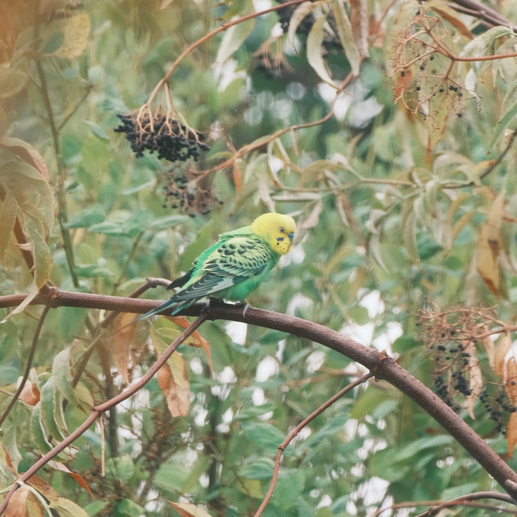 A bird with a green body and yellow head perched on an elderberry branch. It has black markings on its wings and tail. There are elderberries behind it.