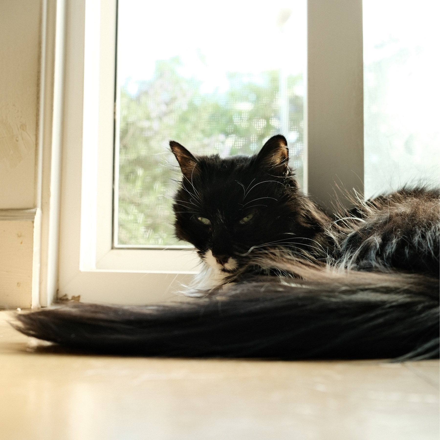 A tuxedo cat laying on a hard floor in front of an open sloding glass door. The cat is enjoying the fresh air coming through a screen. it's bright outside with blurred grern foliage.