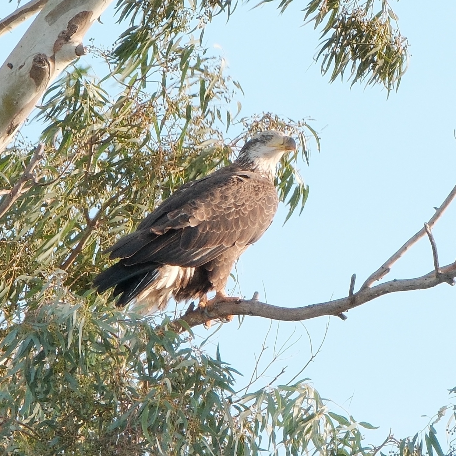 A juvenile Bald Eagle perched up high.  It is mostly brown with a developing, and so mottled,  white neck and head