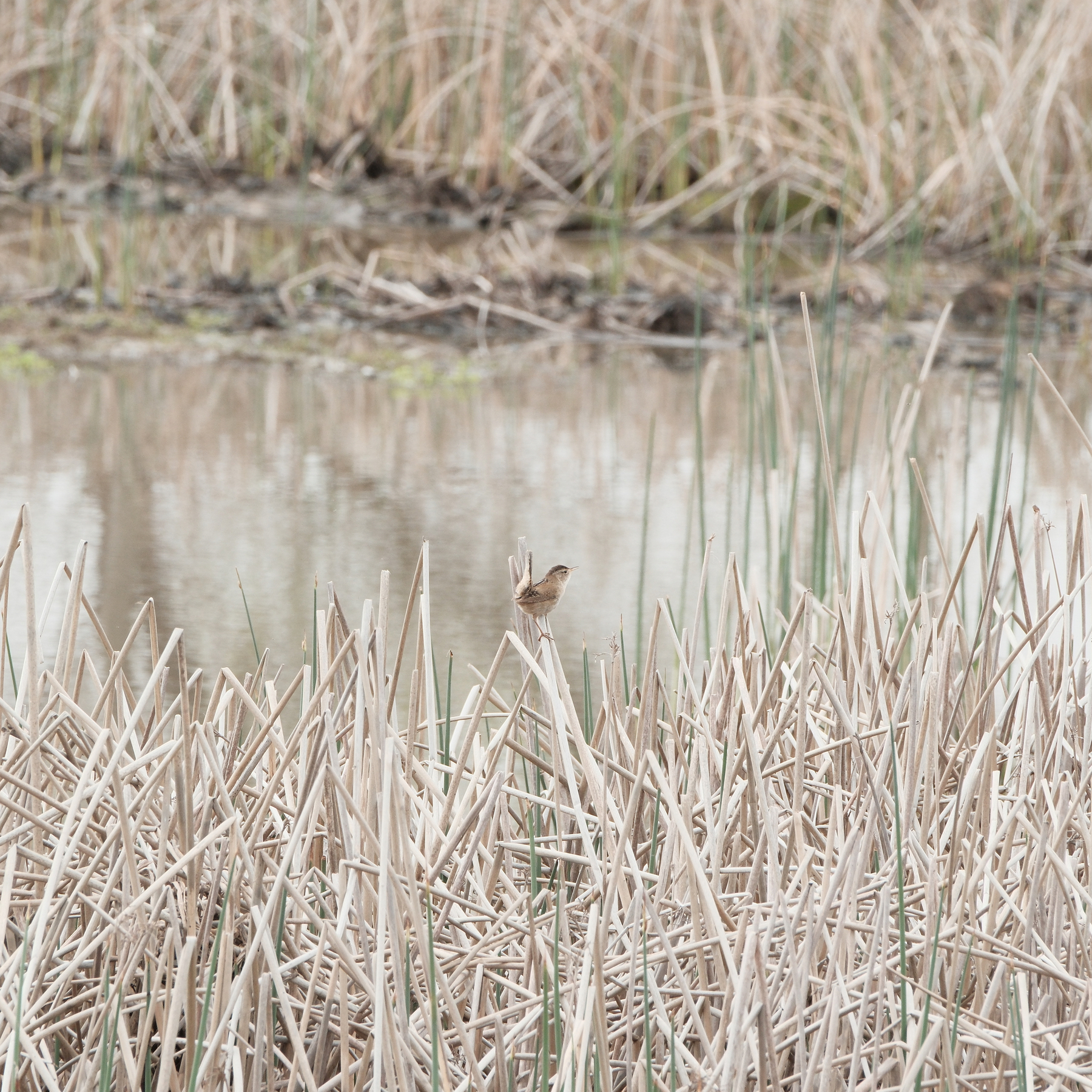 A brown Marsh Wren is perched along the top of a brown reed among a field of reeds. Its tail is pointing straight up! There are some Spring fresh green reeds amongst the brown reds and there’s a calm water pond behind the wren