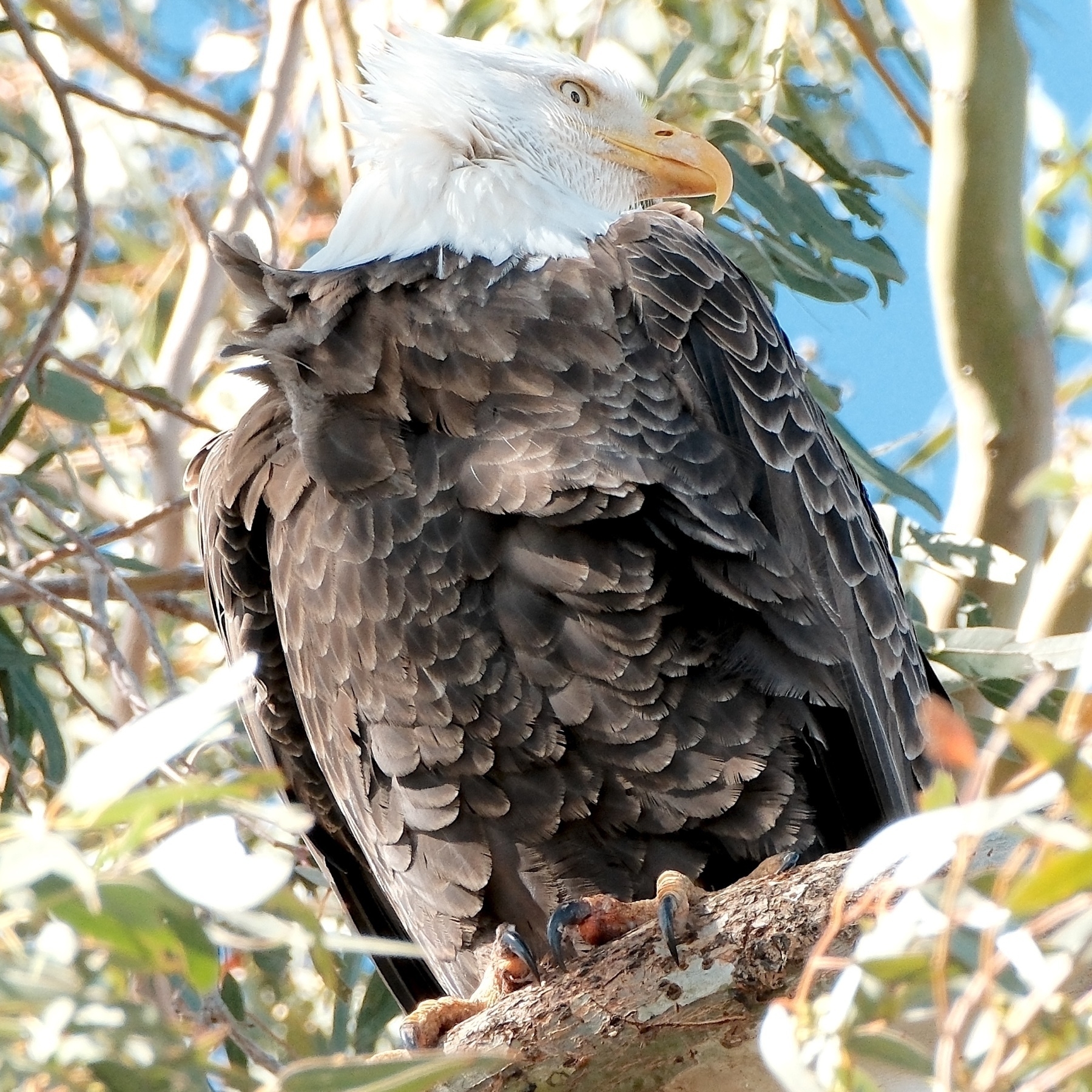 adult white & brown bald eagle looking back with its golden eyes while in a eucalyptus tree. Its full body is visible along with its talons.