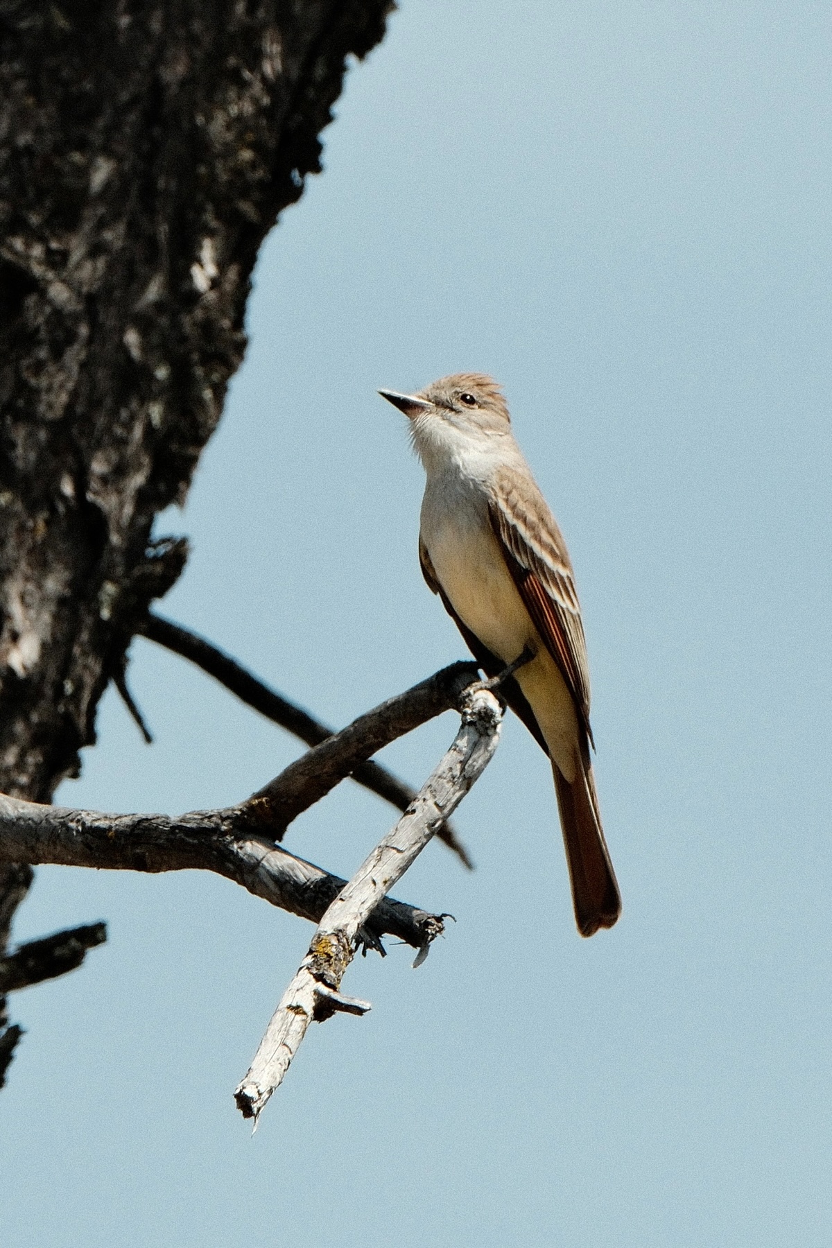 Ash-throated flycatcher looking toward the horizon! It is perched on a bare branch against a blue sky. It’s a slender bird with a gray chest and belly and a dark gray head. Its wings are brown with white bars that curve down. Its brown tail is very narrow. 