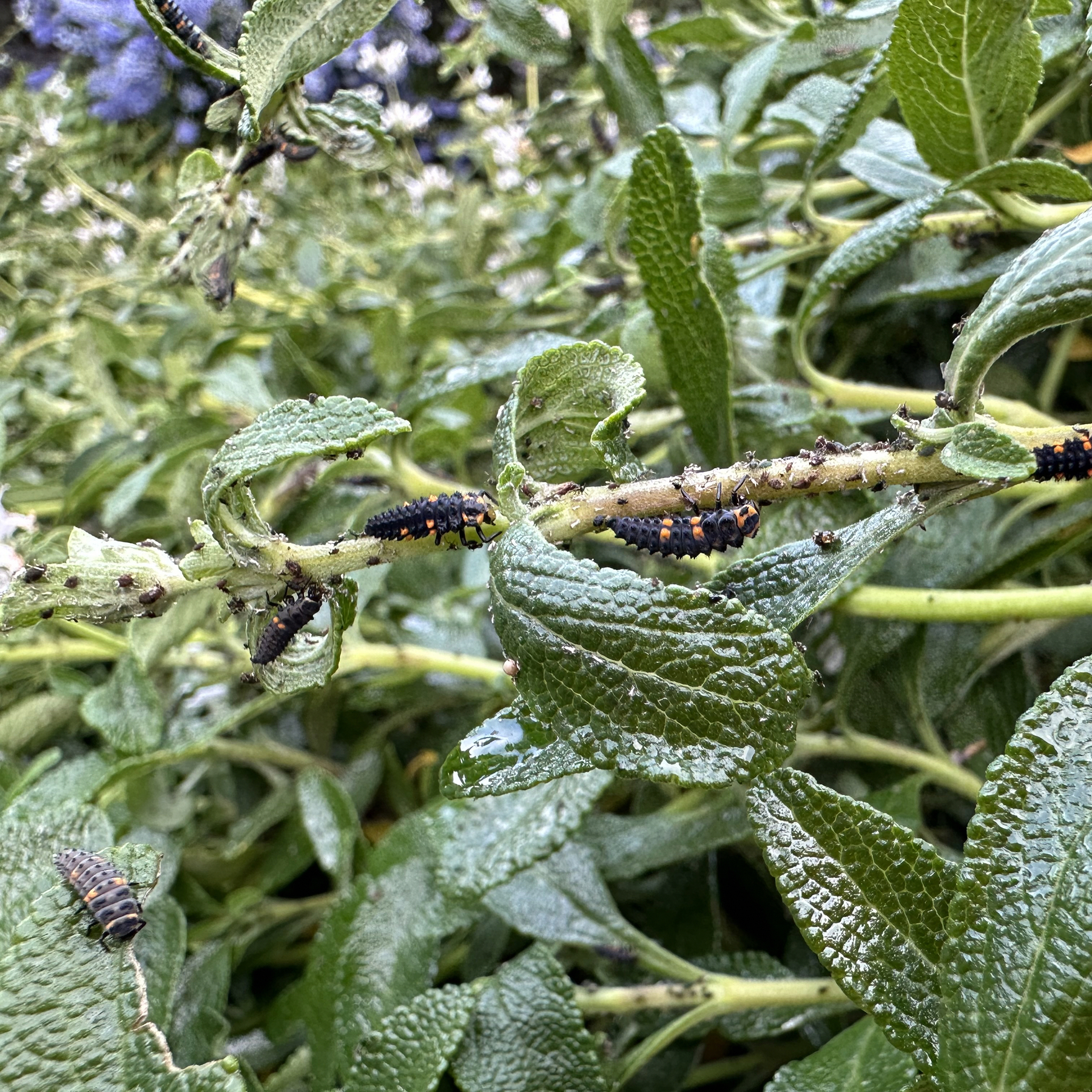 Several ladybug larvae, kind of a rectangular bug with mostly black with orange stripes, are gorging on aphids on a sage.