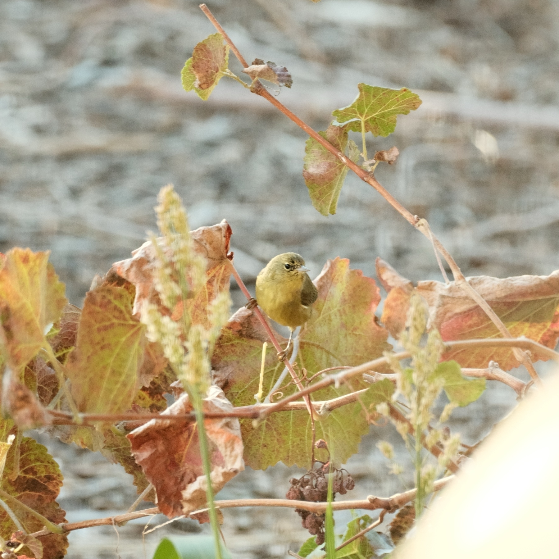 A yellow bird straddles a thin grape vine among red and yellow grape leaves.