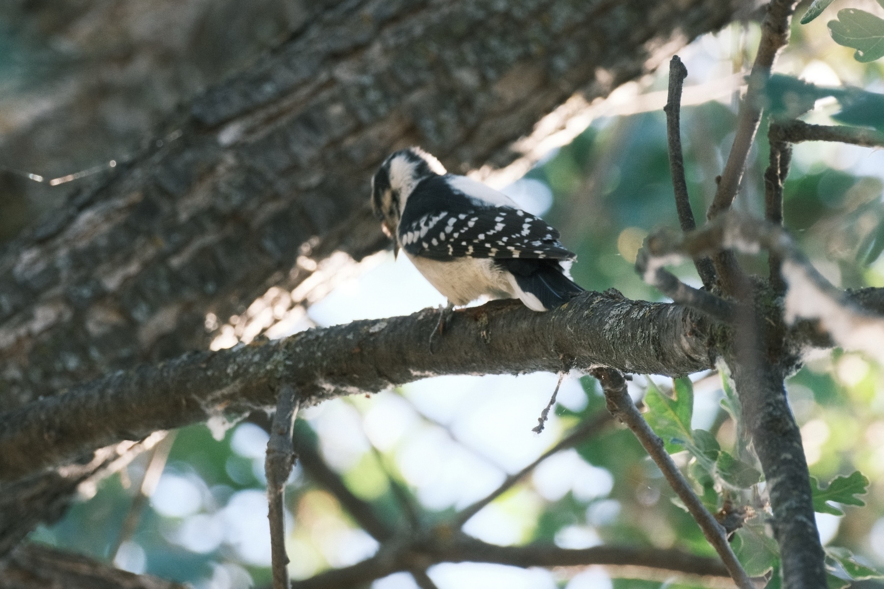 A Downy Woodpecker on a tree branch with a slightly motion blurred head. It was pecking at the time. The woodpecker has a white belly and black wings with rows of white spots. Its head has some white with a black stripe up the middle and over its eyes.