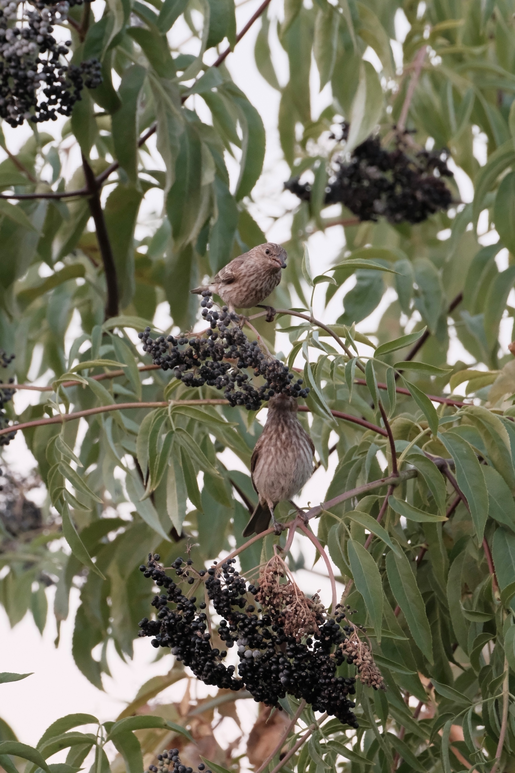 Two house finches are on top of two bunches of ripe elderberries, feasting on them. The upper most Finch has a Elderberry in its beak. The lower most finch is on a branch, reaching up into a bunch of berries. ￼