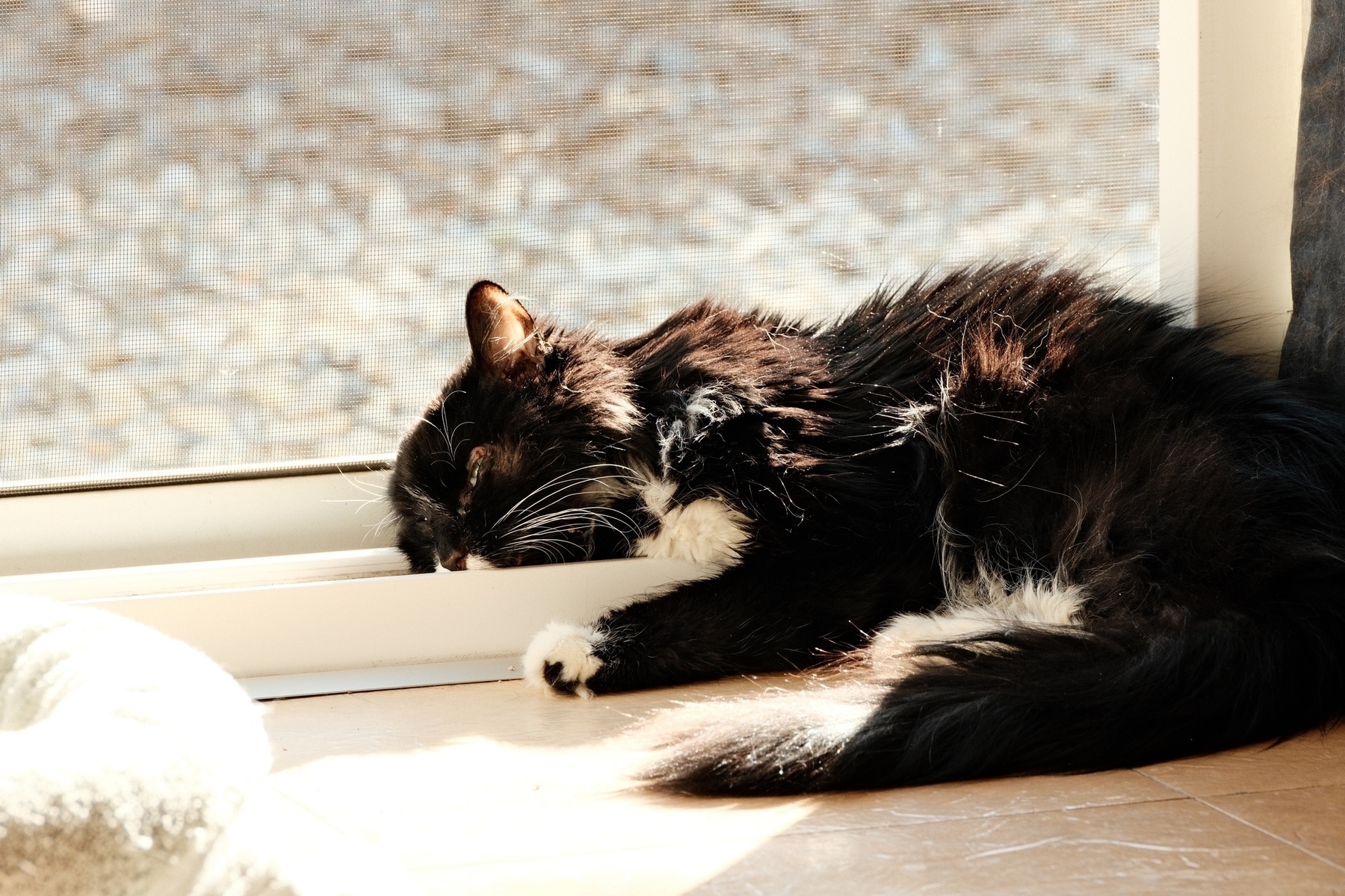 A black and white cat laying against an open slider with her head cradled by the slider's rails. Her sunlit fur has a rust hue.