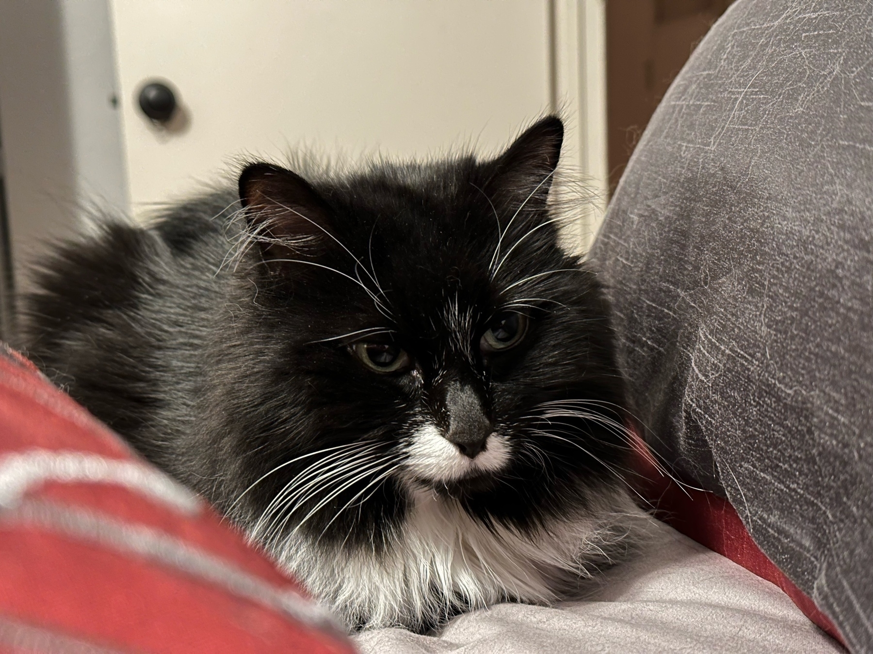 Black and white cat loaf (legs under her body) between a red and gray pillow on a cozy comforter