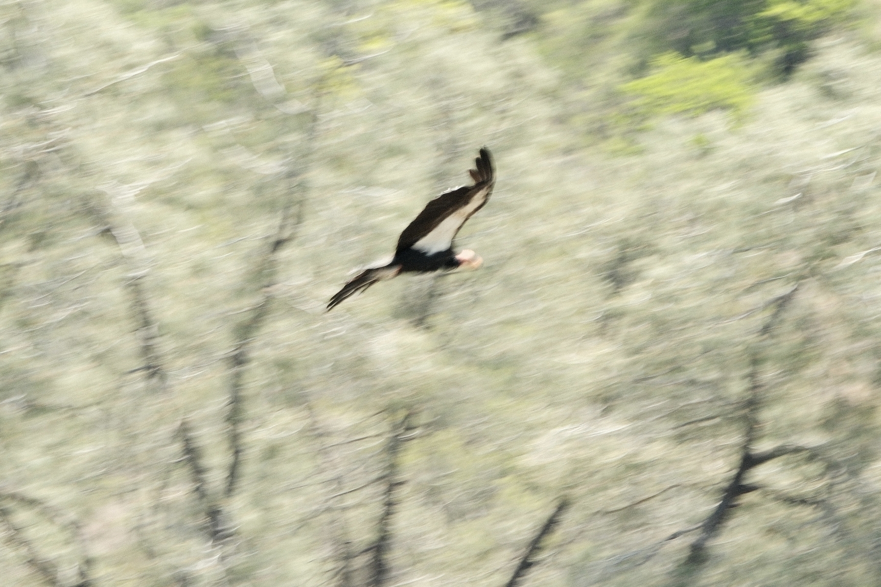 A California Condor showing it’s brown body, the underside of its half brown, half white wings, and it’s naked neck and head. The background is a blur of vegetation.