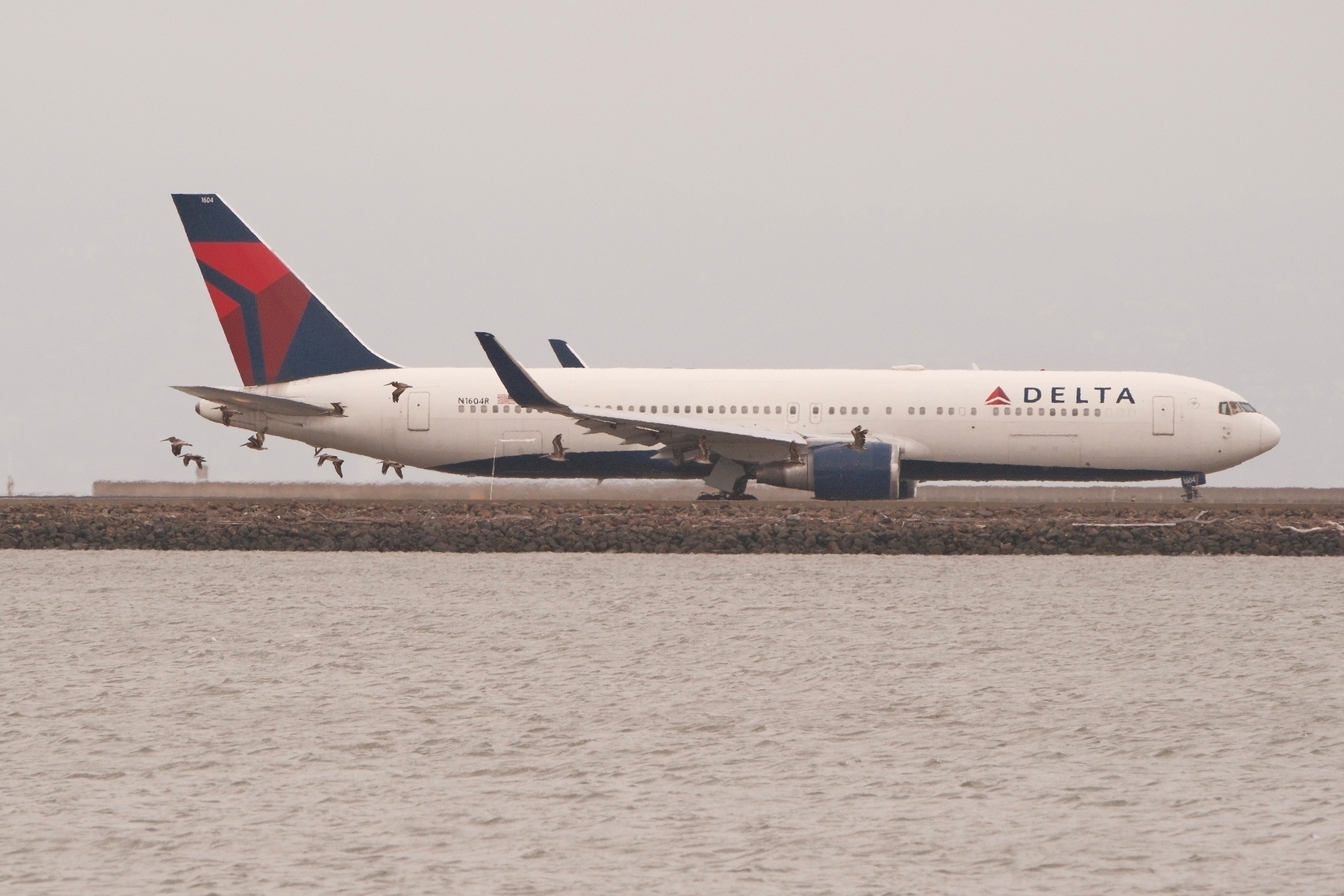 Brown Pelicans flying over quiet bay waters in front of a Delta 767 that was preparing for take-off.