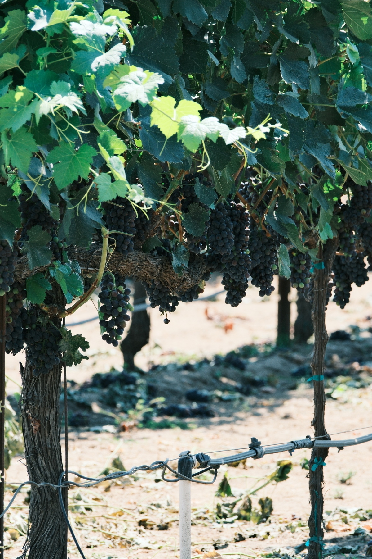 Many bunches of Syrah grapes that are nearly ripe dark purple hanging from lush grapevines during a sunny day.