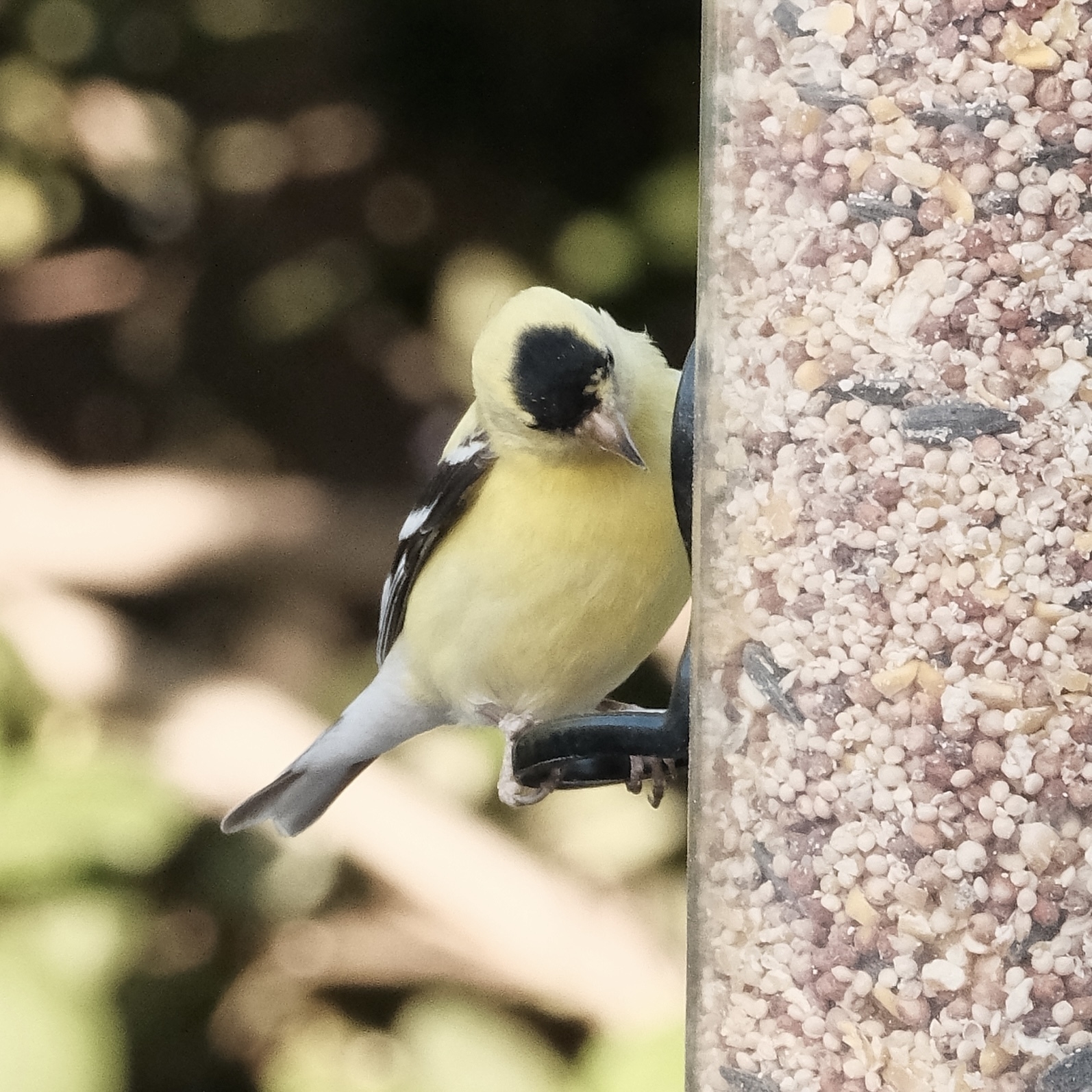 The American Gold Finch, peering into a bird feeder hole, has a black cap and, besides it’s wings, an all light yellow body. Only the front edge of its right wing is visible and it is mostly black with some white patches. The bird is partially obscured by a vertical transparent bird feeder with a blurry (bokeh) green vegetation background.