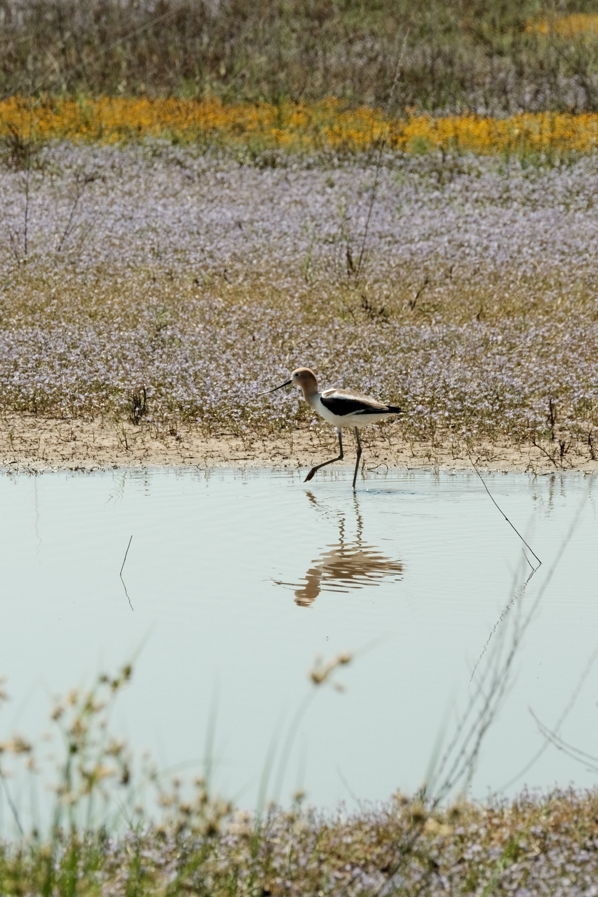 An American Avocet has a brown head and neck with black wings and a white underside. It’s stepping through a pond and beyond it is a floor of purple and then yellow flowers.